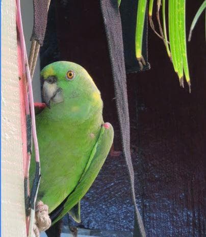 Little Corn Island Beach and Bungalow - Photo 57