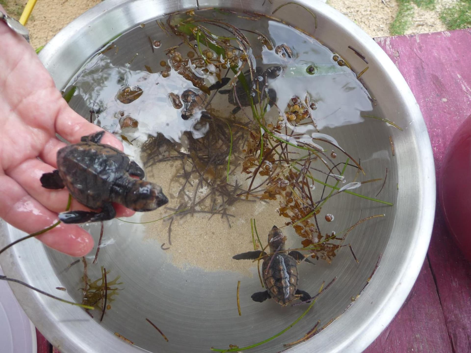Little Corn Island Beach and Bungalow - Photo 73