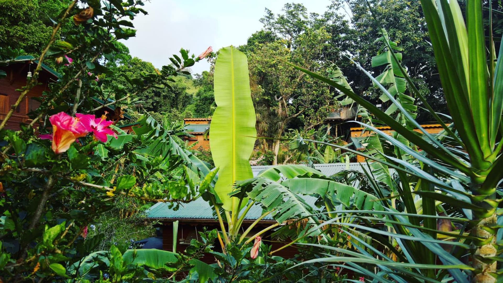 Les Bananes Vertes Ecolodges - Photo 71