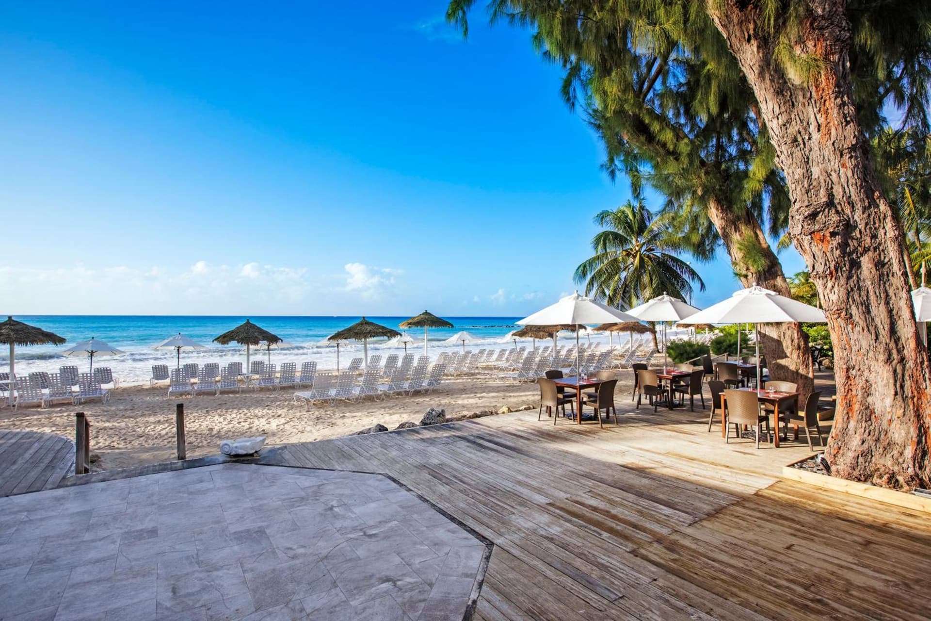 Bougainvillea Barbados - Photo 33