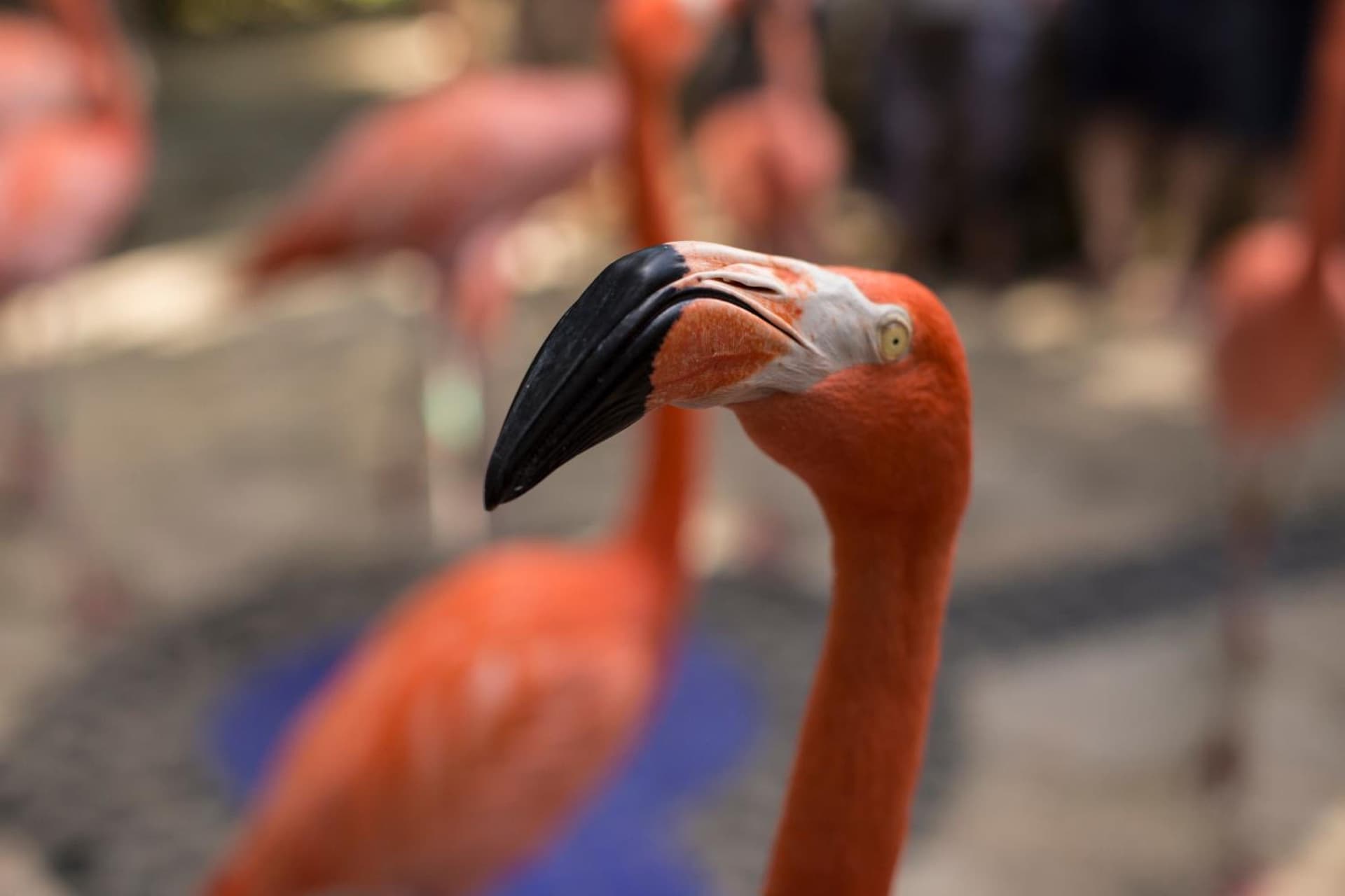 Hotel Xcaret Mexico All Parks All Fun Inclusive - Photo 70