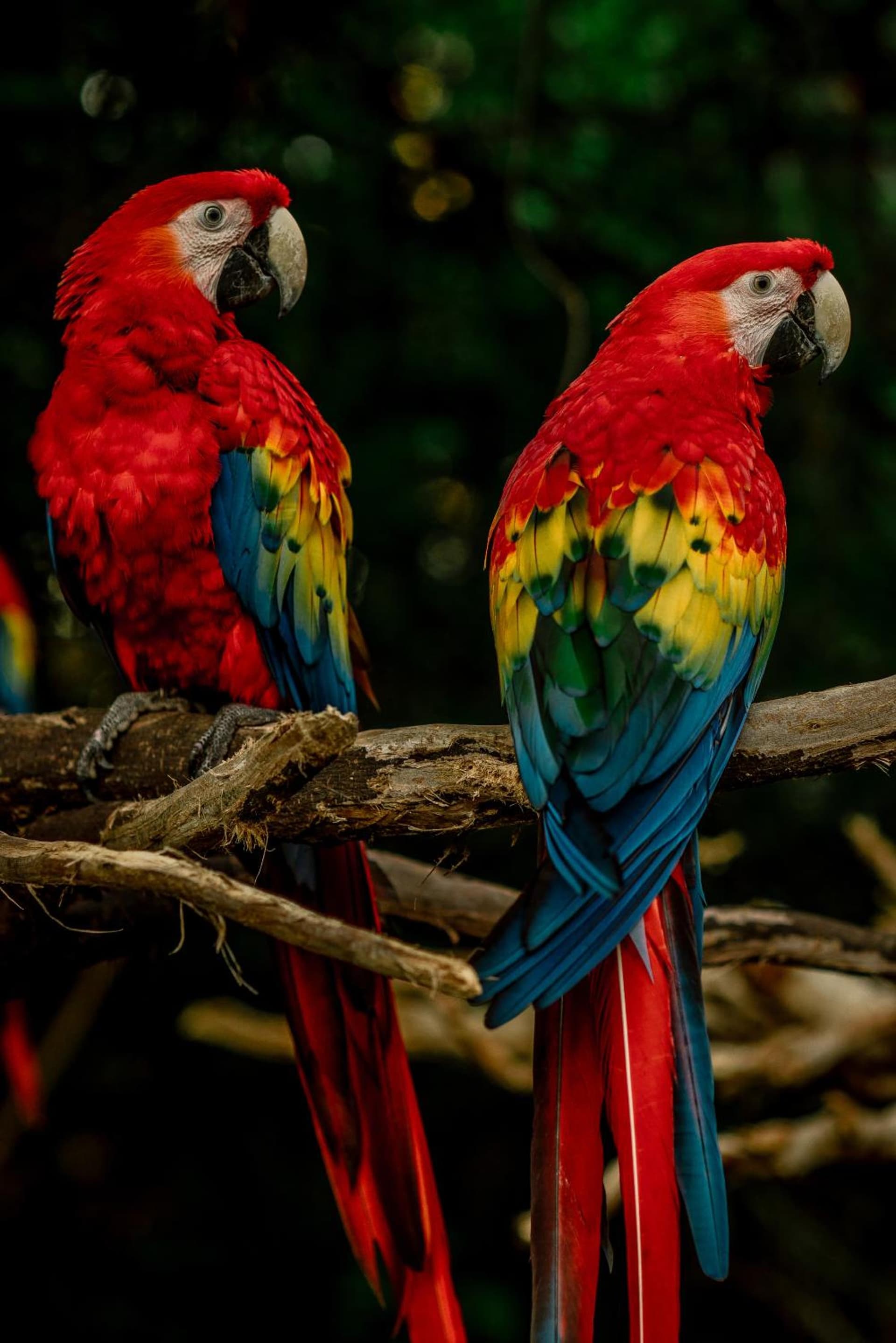 Hotel Xcaret Mexico All Parks All Fun Inclusive - Photo 69