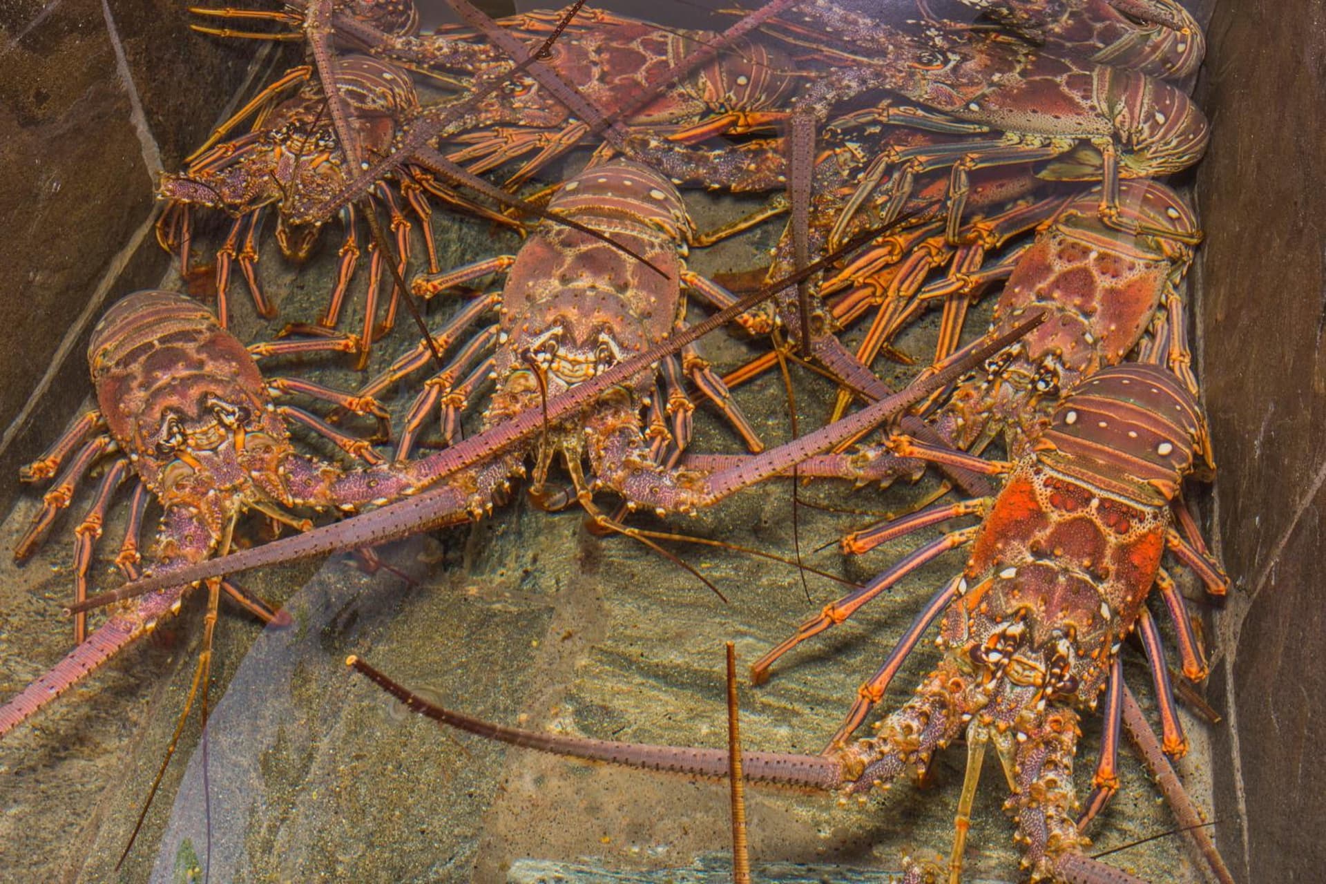 Hotel Bambou - Photo 20