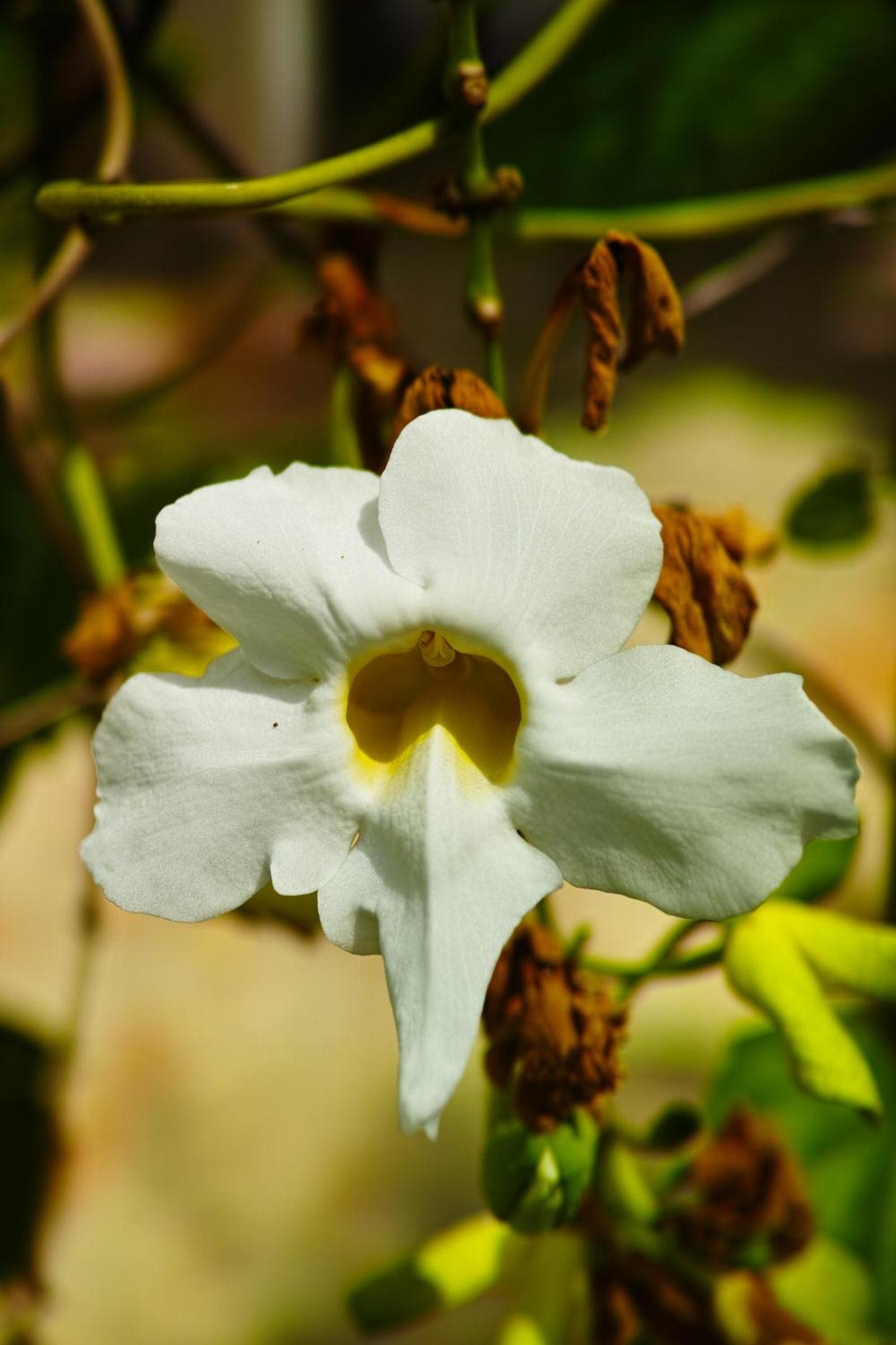 hotel florita - Photo 34