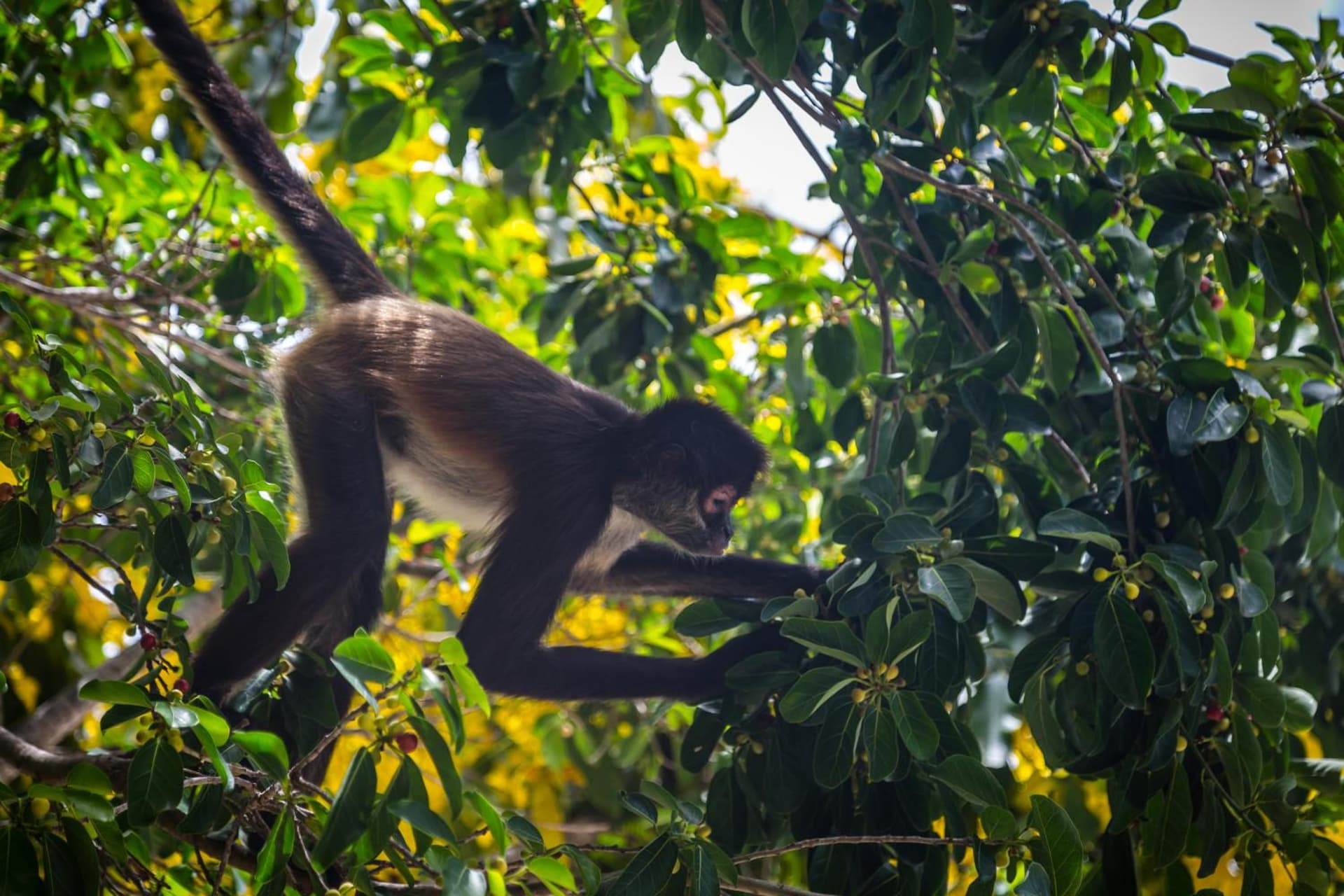Grand Velas Riviera Maya - All Inclusive - Photo 134