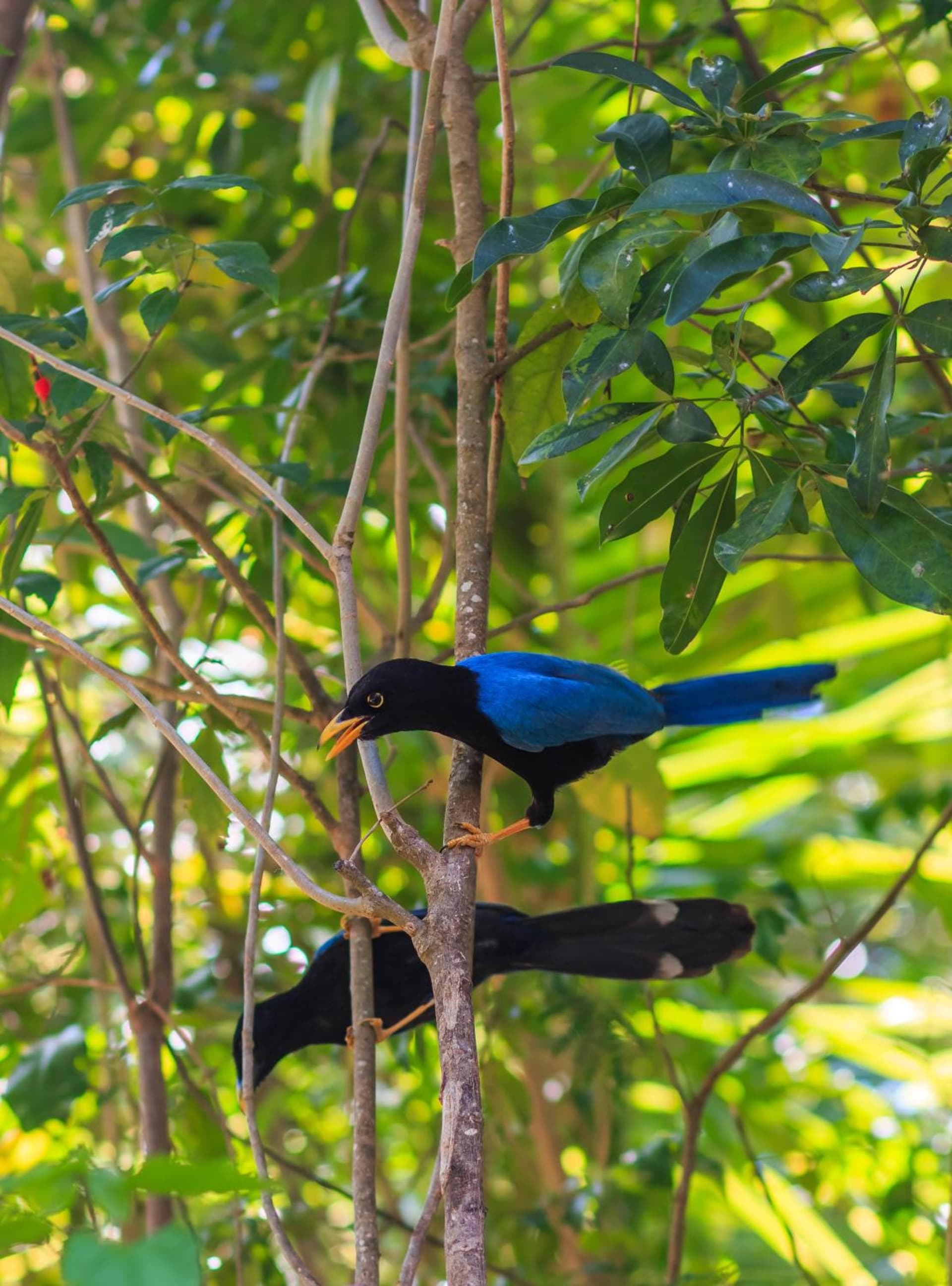 Grand Velas Riviera Maya - All Inclusive - Photo 135