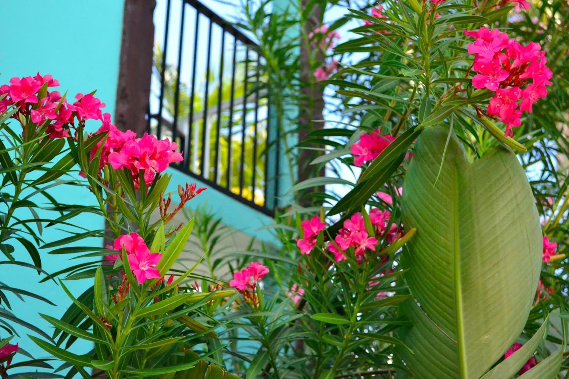 Emerald Beach Resort - Photo 35