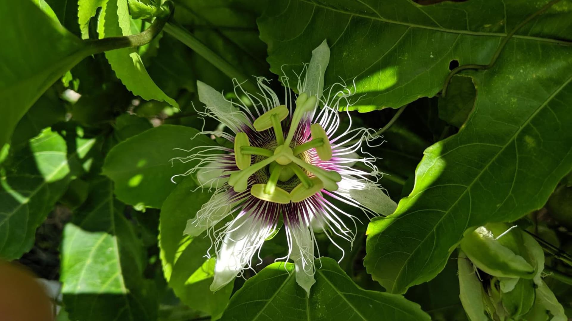 Villa Rosa Karibella - Photo 77