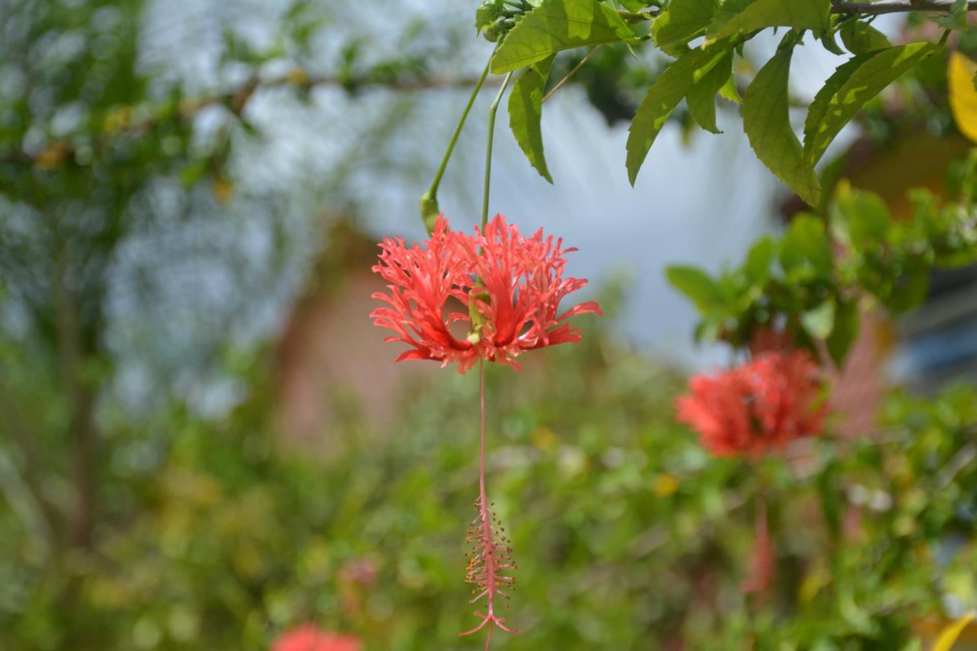 Hotel Bambou - Photo 117