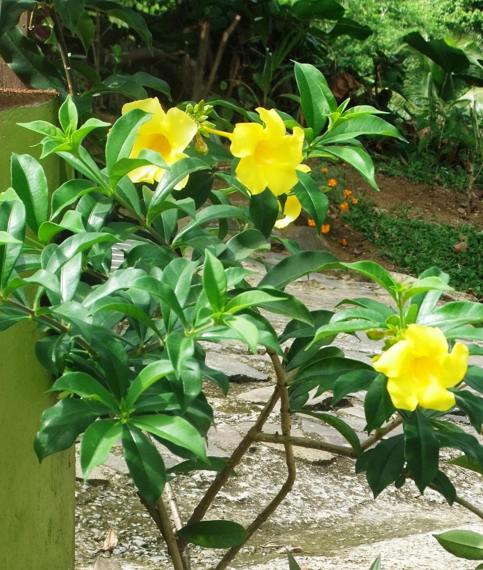 Serenity Lodges Dominica - Photo 28