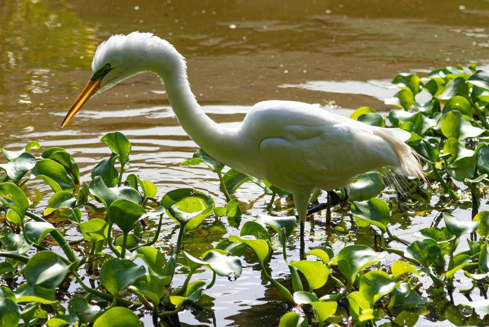 Grand Bavaro Princess - All Inclusive - Photo 16