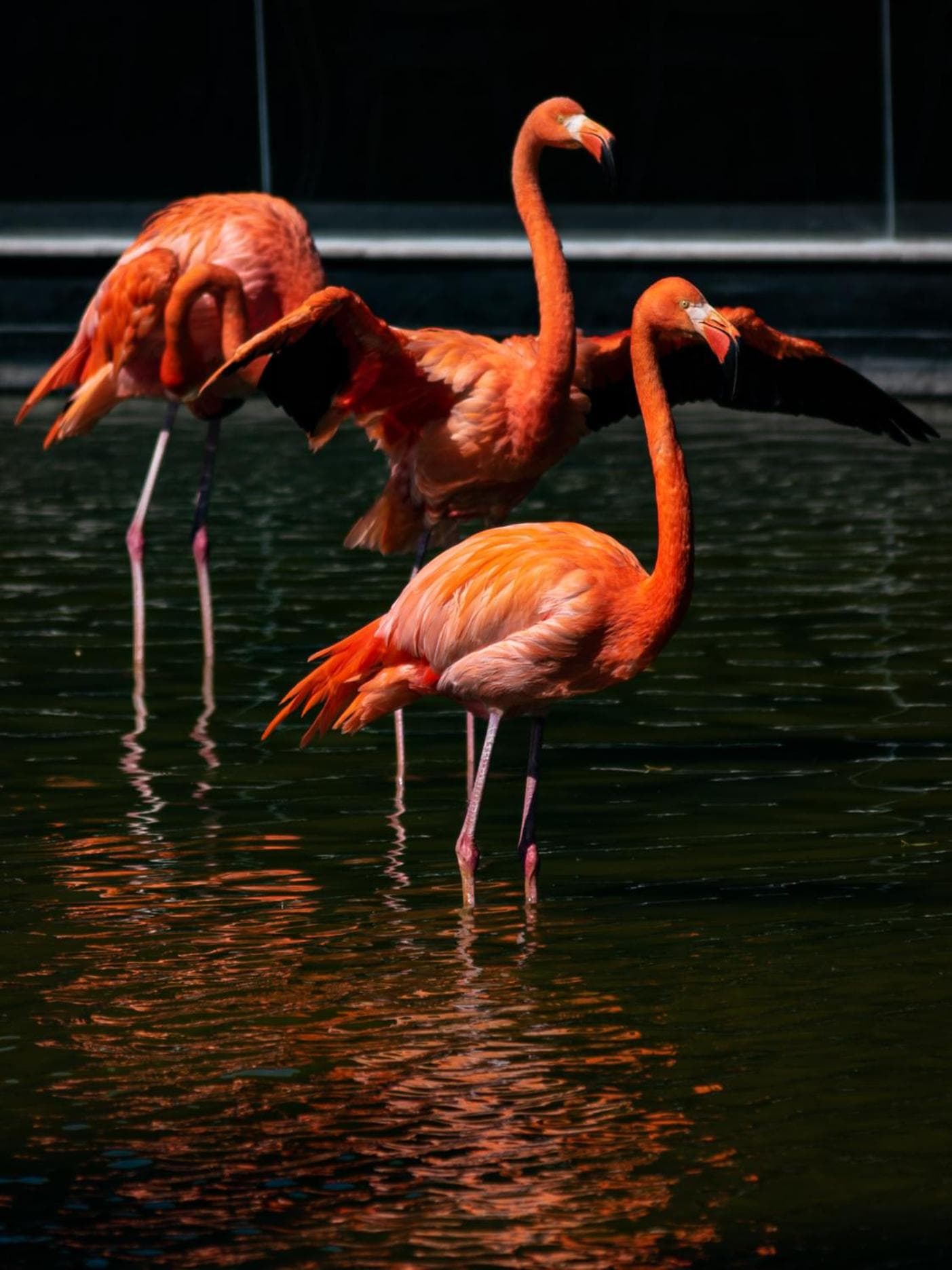 Grand Bavaro Princess - All Inclusive - Photo 15