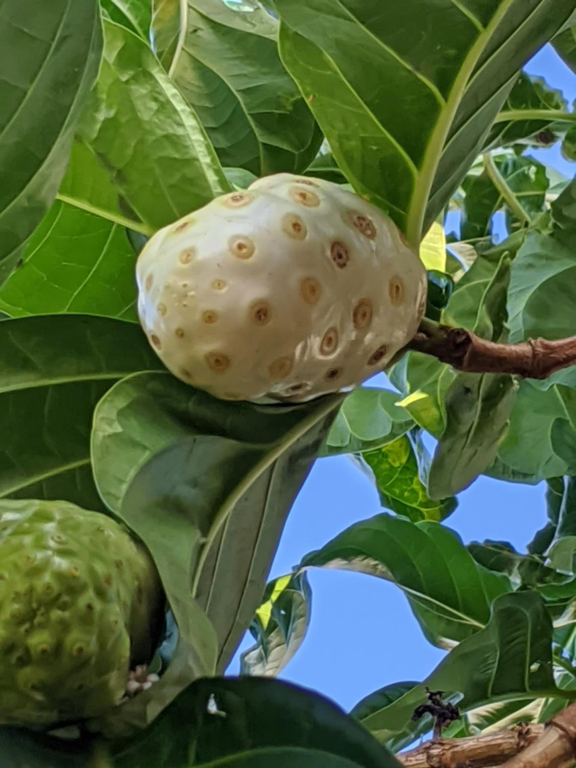 Villa Rosa Karibella - Photo 25