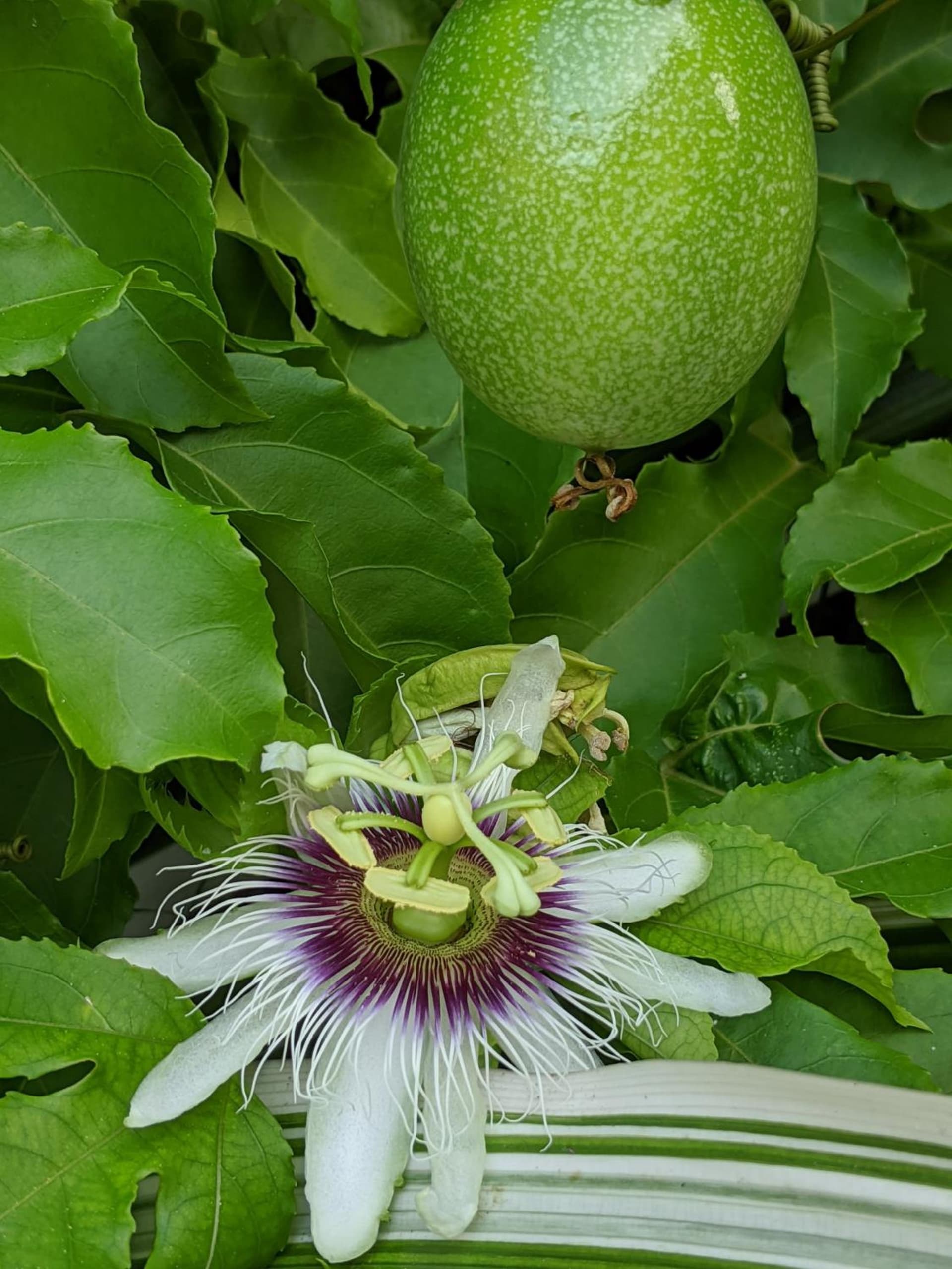 Villa Rosa Karibella - Photo 26