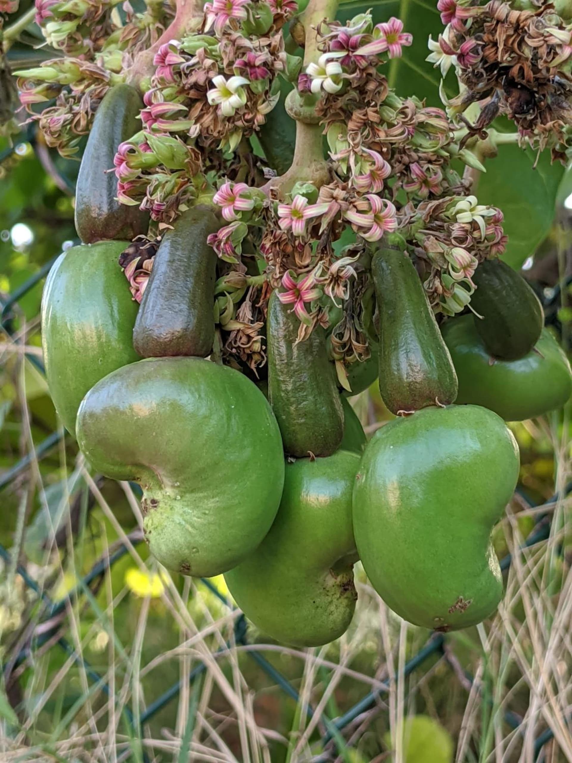 Villa Rosa Karibella - Photo 29