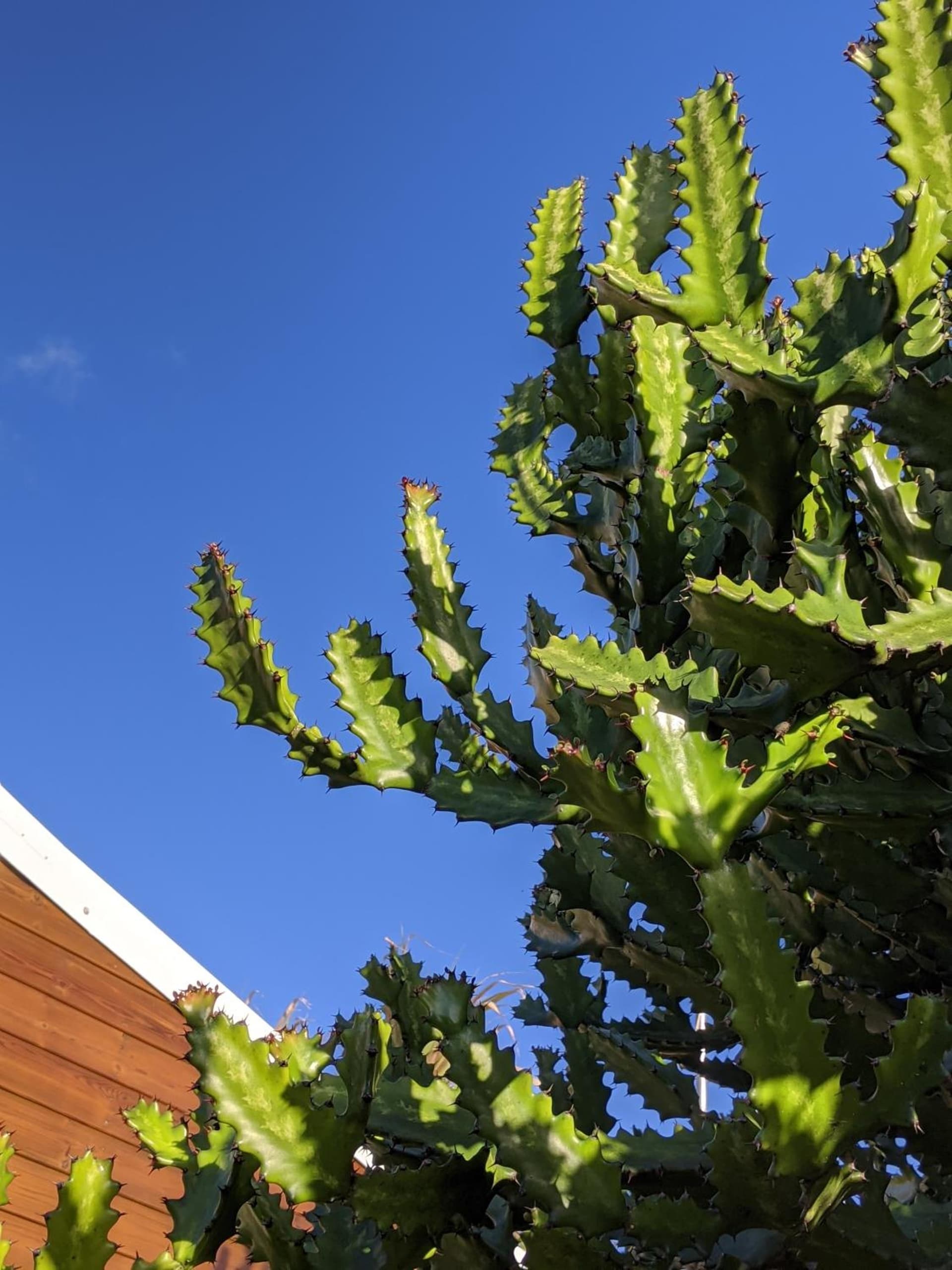 Villa Rosa Karibella - Photo 30