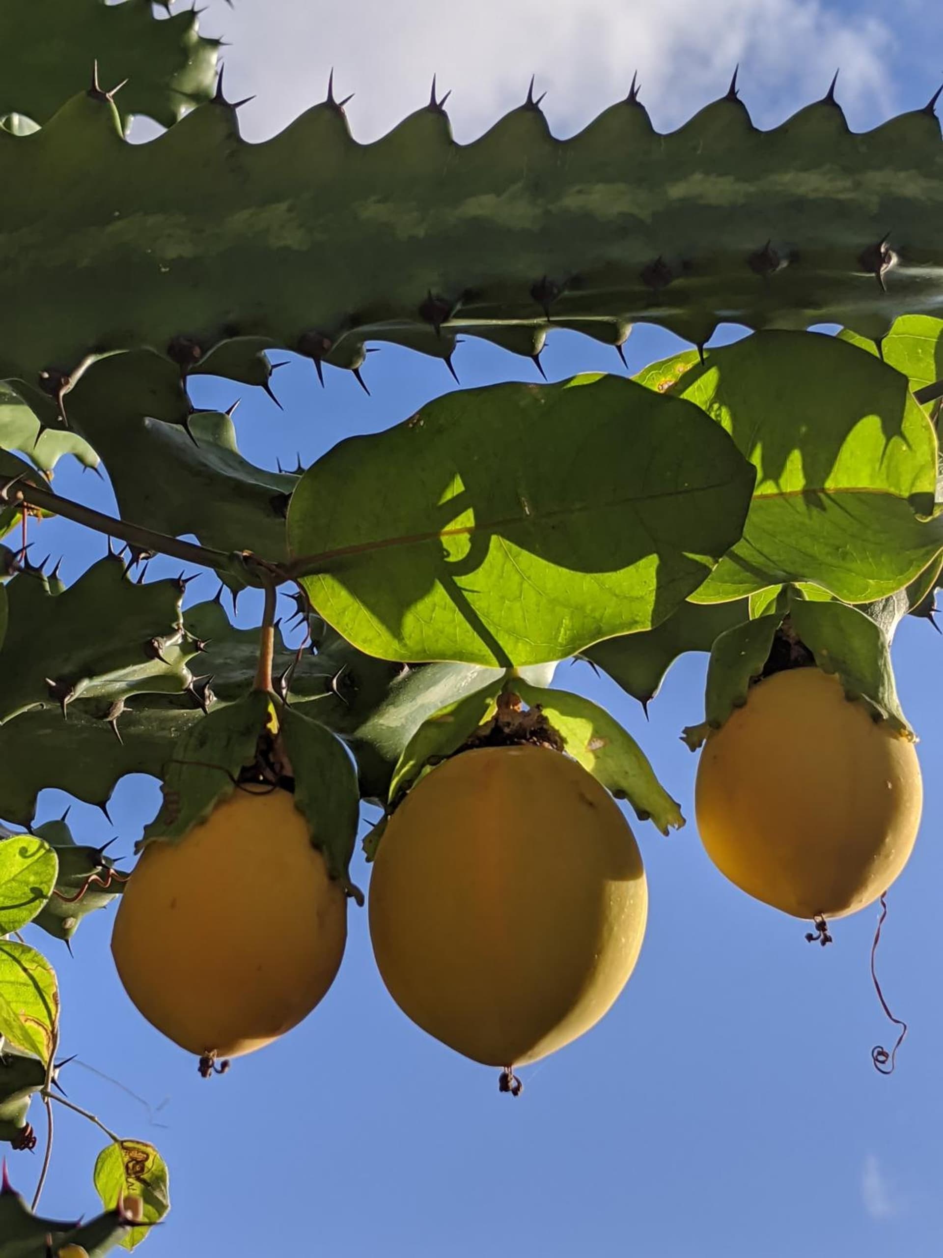 Villa Rosa Karibella - Photo 31