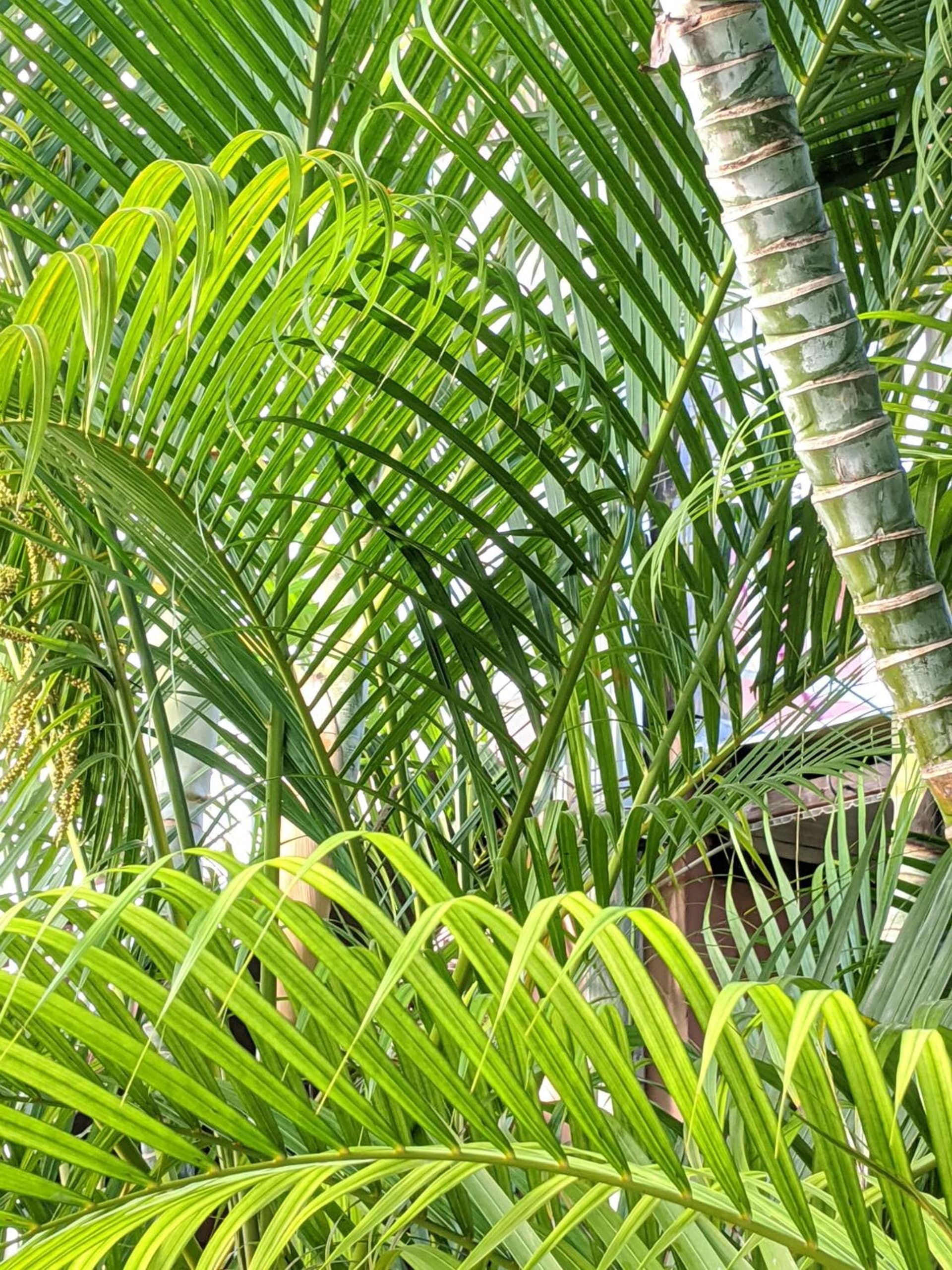 Villa Rosa Karibella - Photo 32