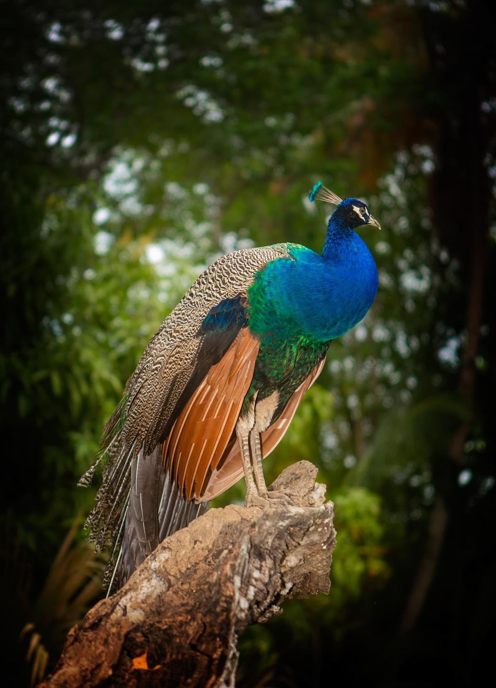 Grand Bavaro Princess - All Inclusive - Photo 154