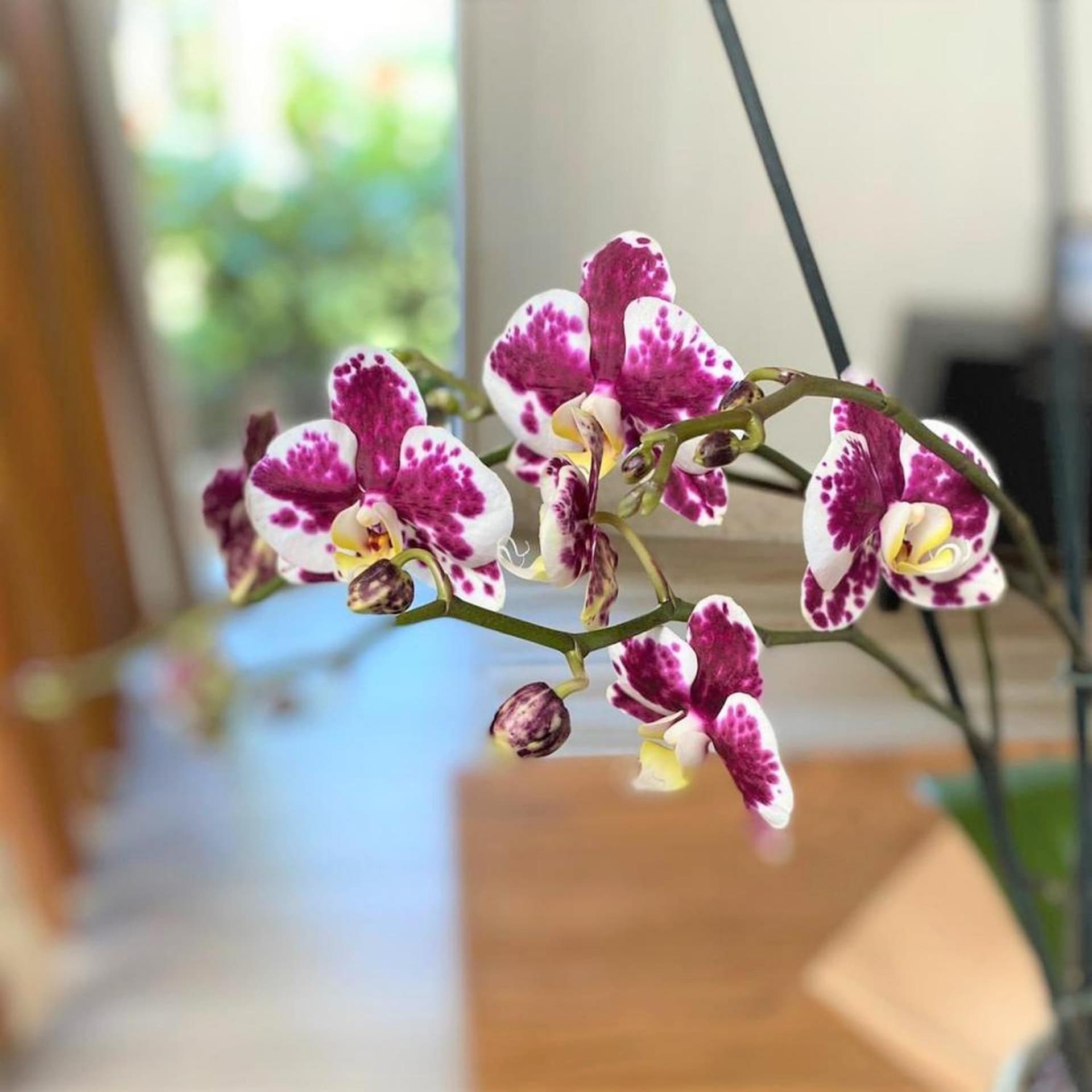 Breathless Punta Cana Resort & Spa - Adults Only - All Inclusive - Photo 17