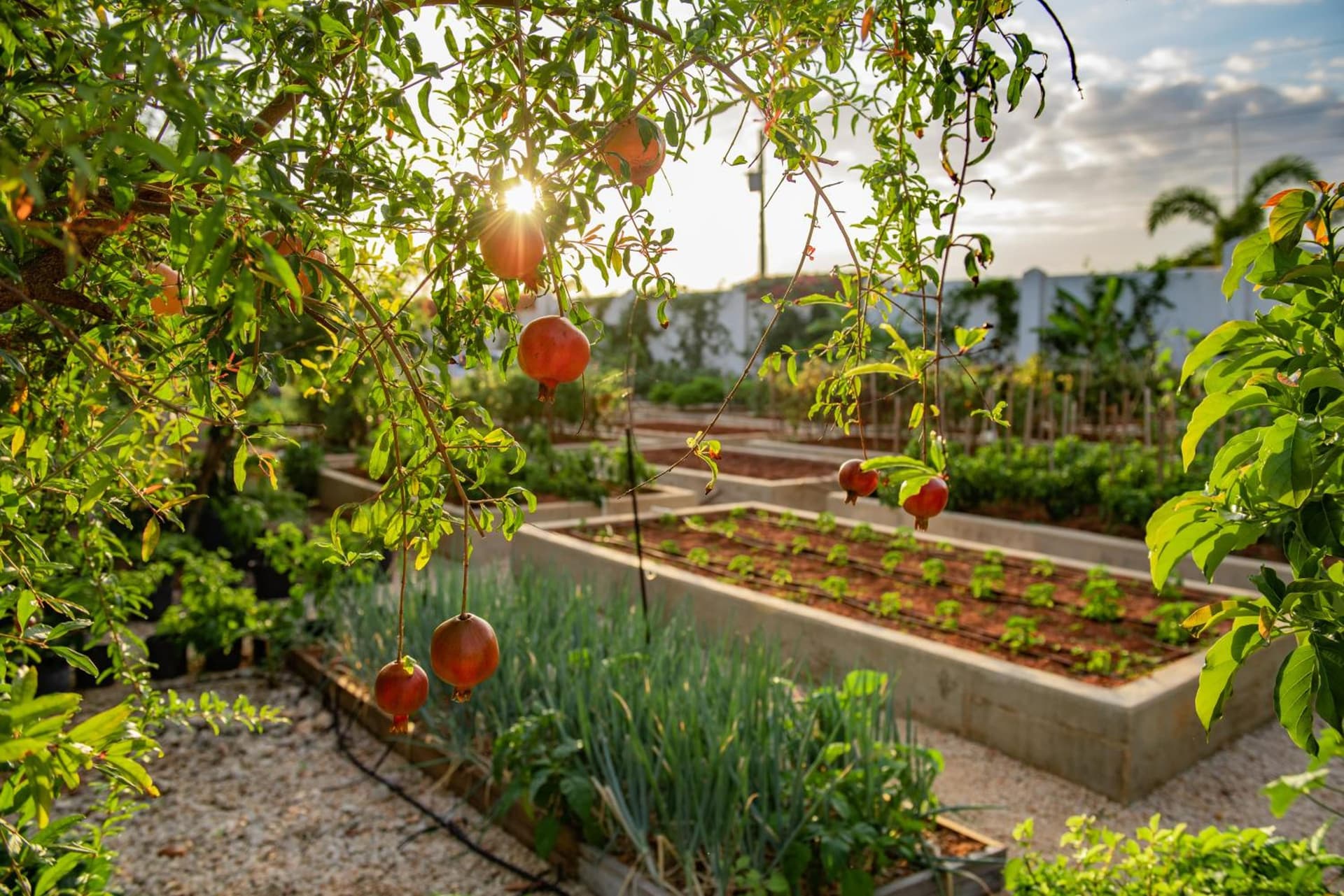 Le Soleil D'or - Photo 2