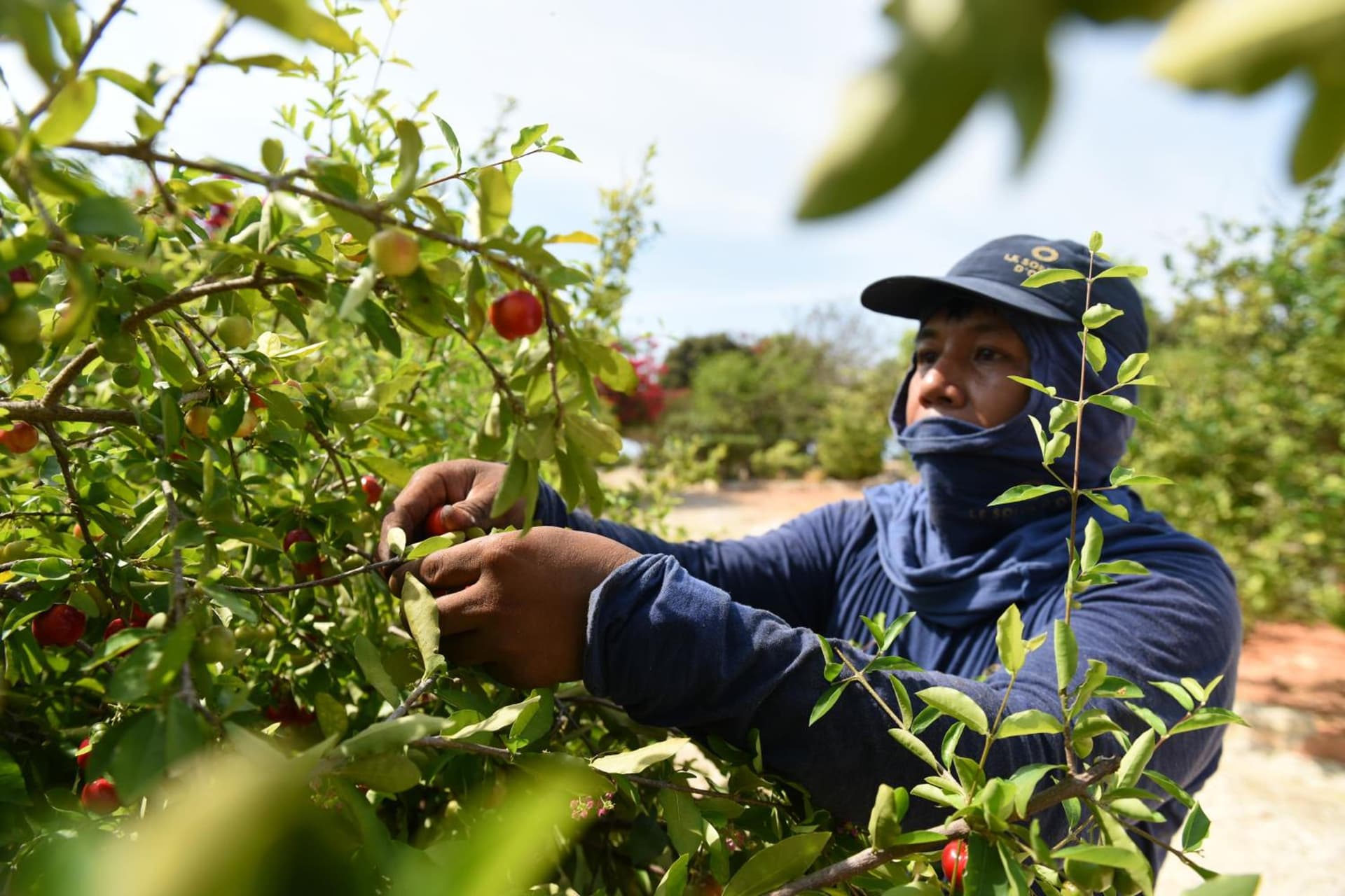 Le Soleil D'or - Photo 3