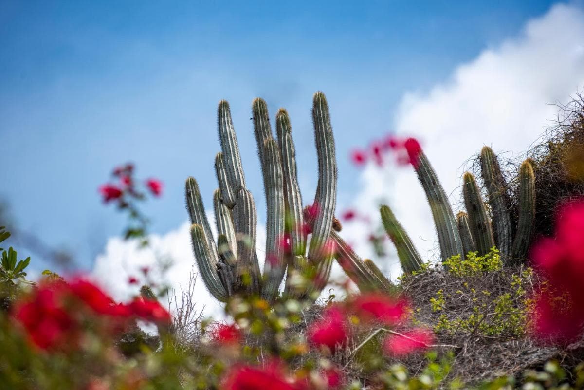 Le Soleil D'or - Photo 48