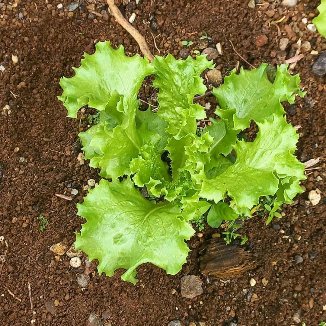 Serenity Lodges Dominica - Photo 33