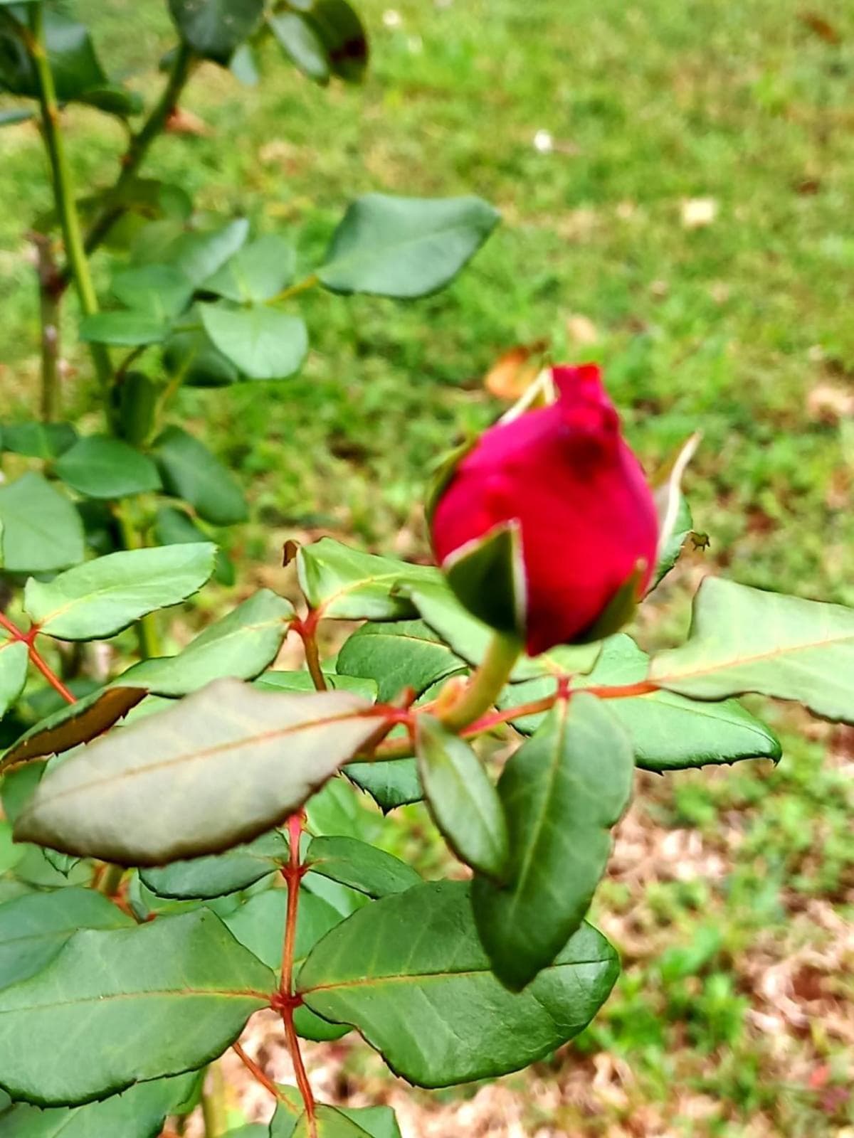 Serenity Lodges Dominica - Photo 41