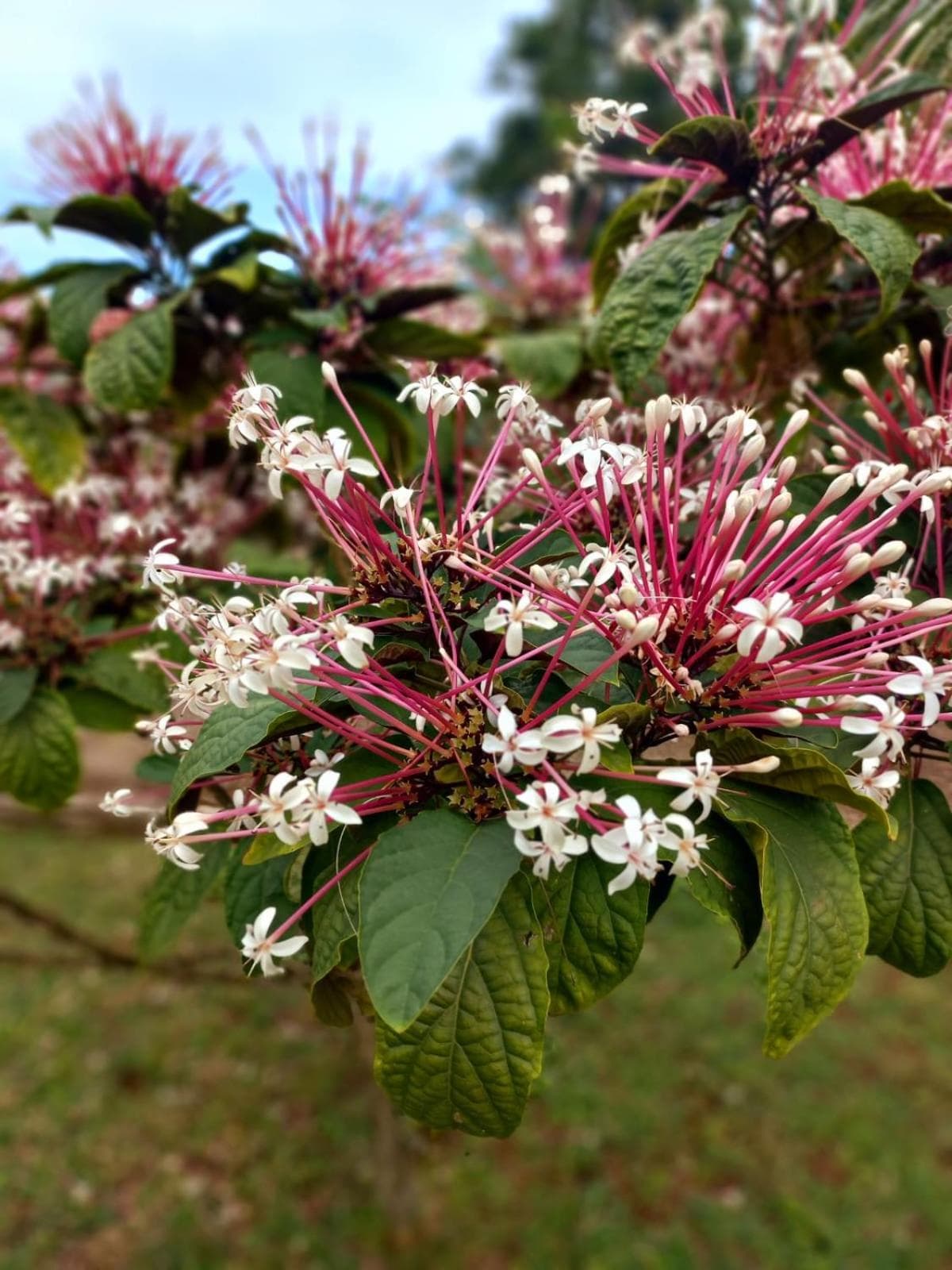 Serenity Lodges Dominica - Photo 40