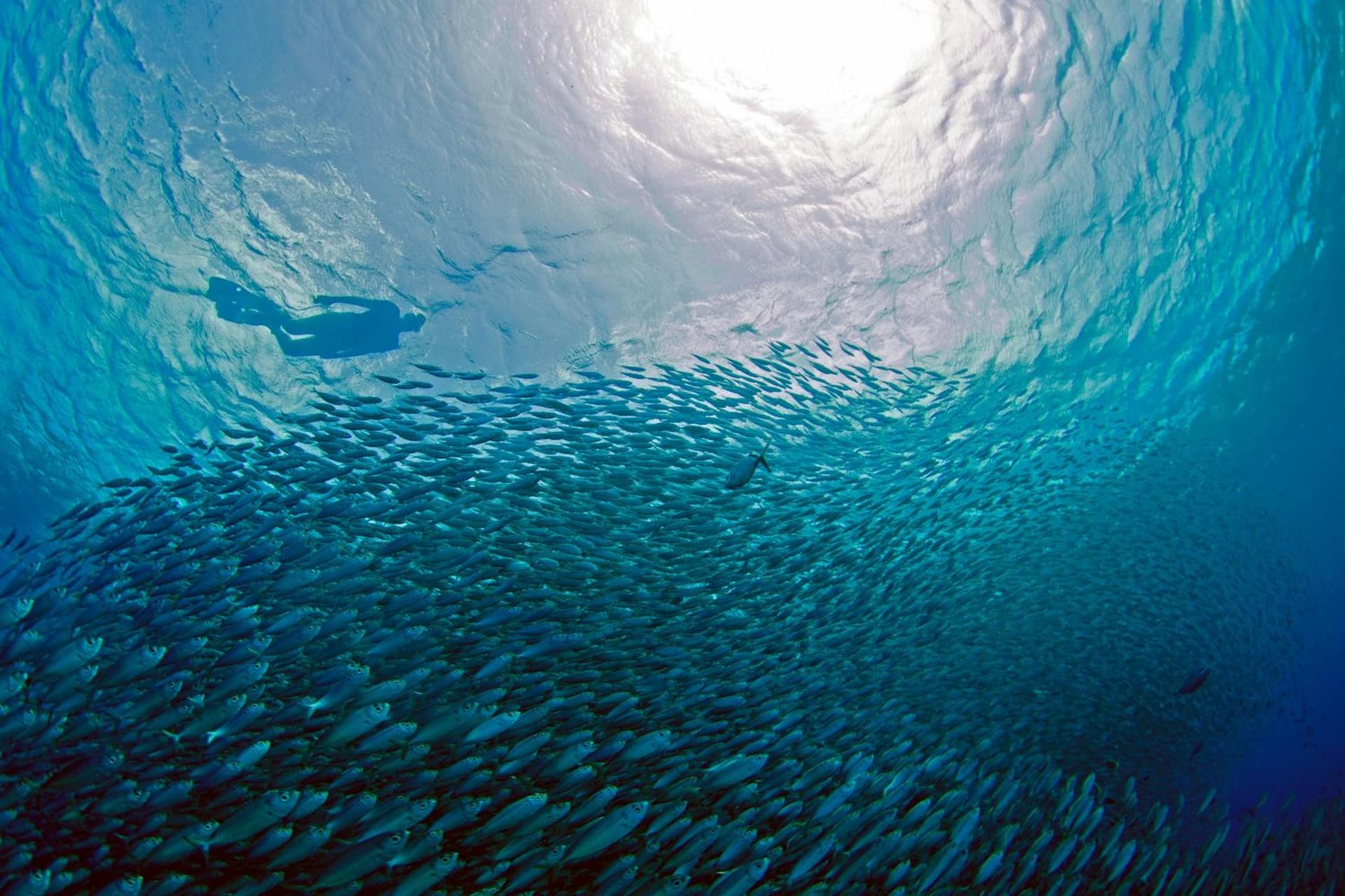 Delfins Beach Resort Bonaire, Tapestry Collection by Hilton - Photo 23