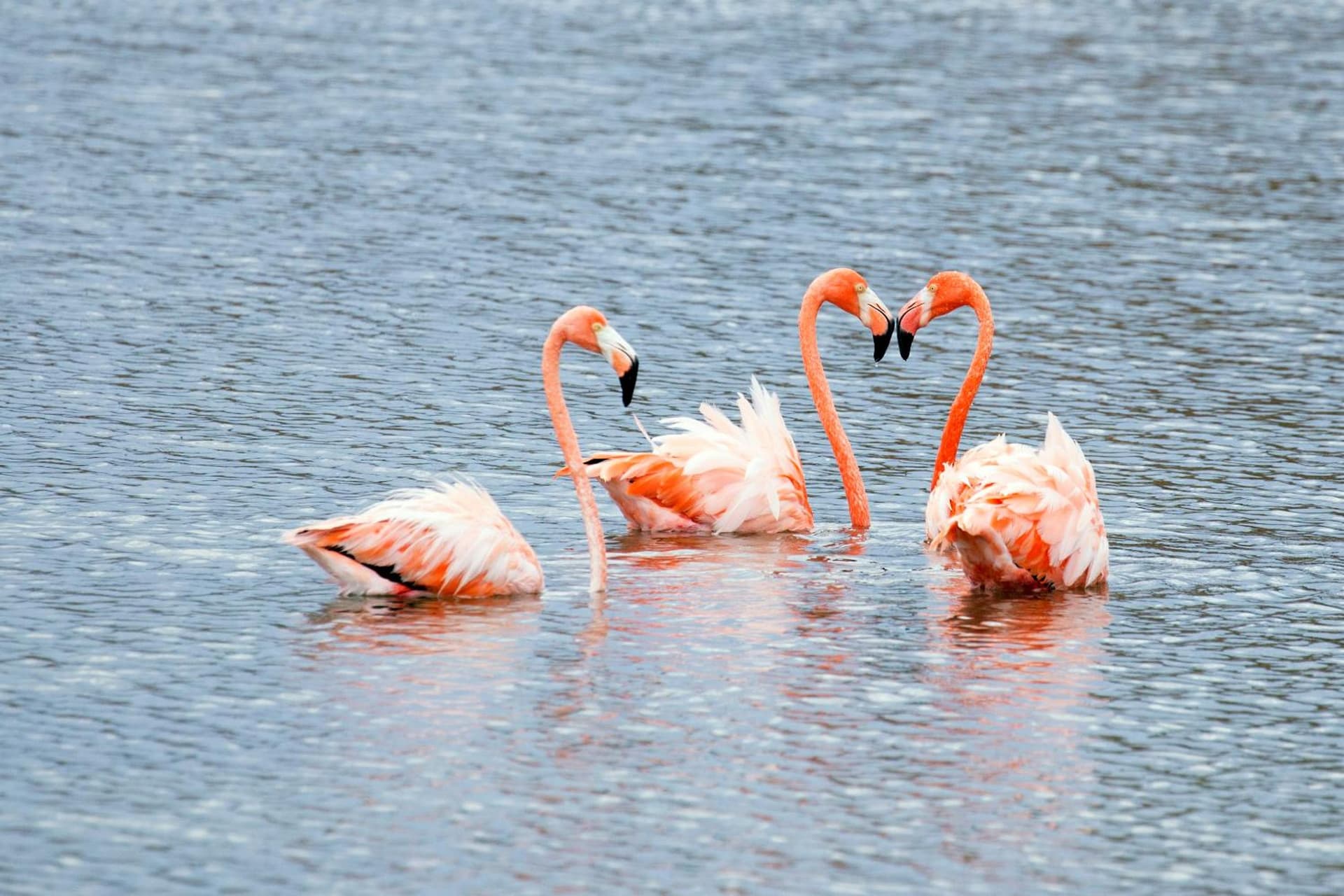 Delfins Beach Resort Bonaire, Tapestry Collection by Hilton - Photo 26