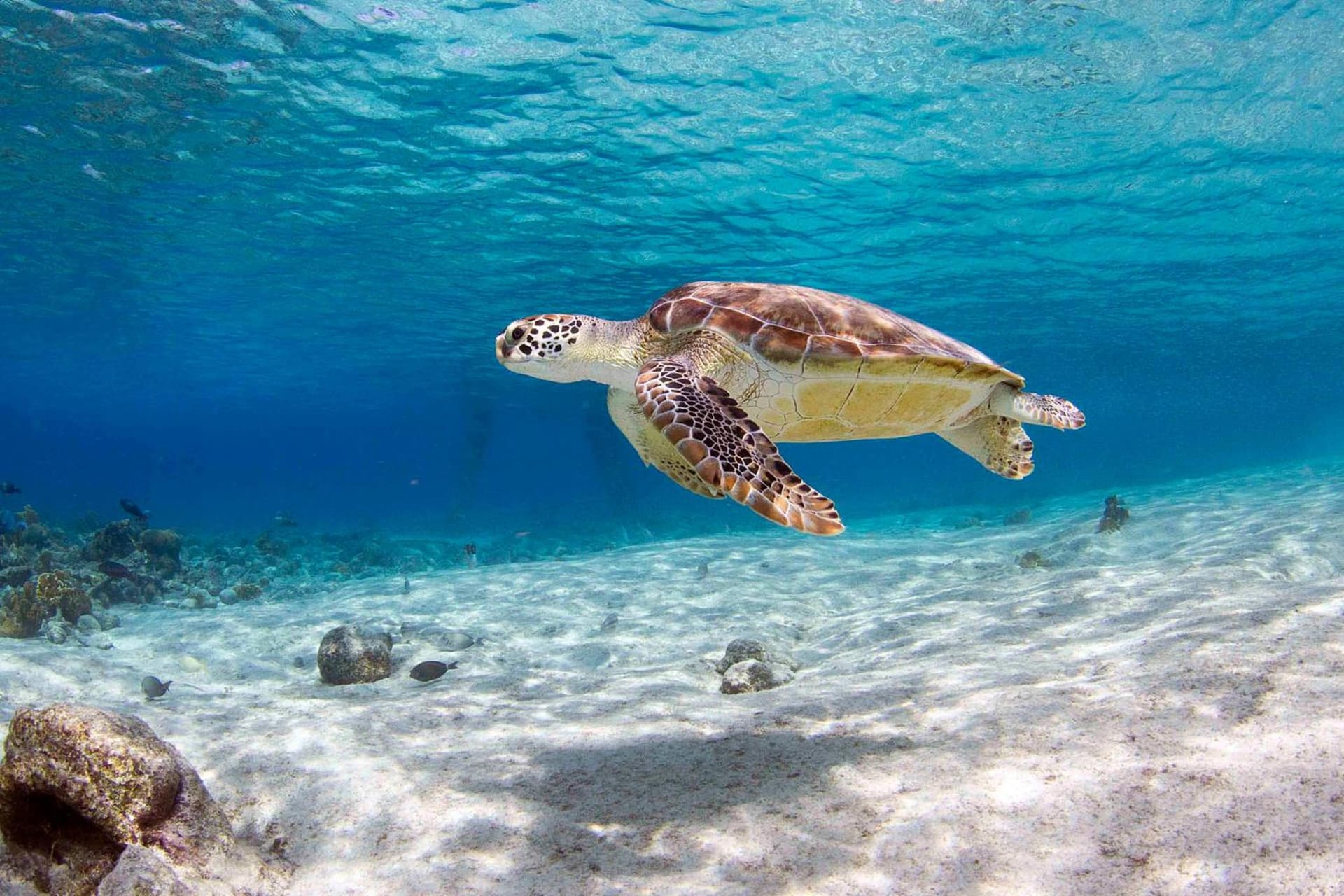 Delfins Beach Resort Bonaire, Tapestry Collection by Hilton - Photo 29