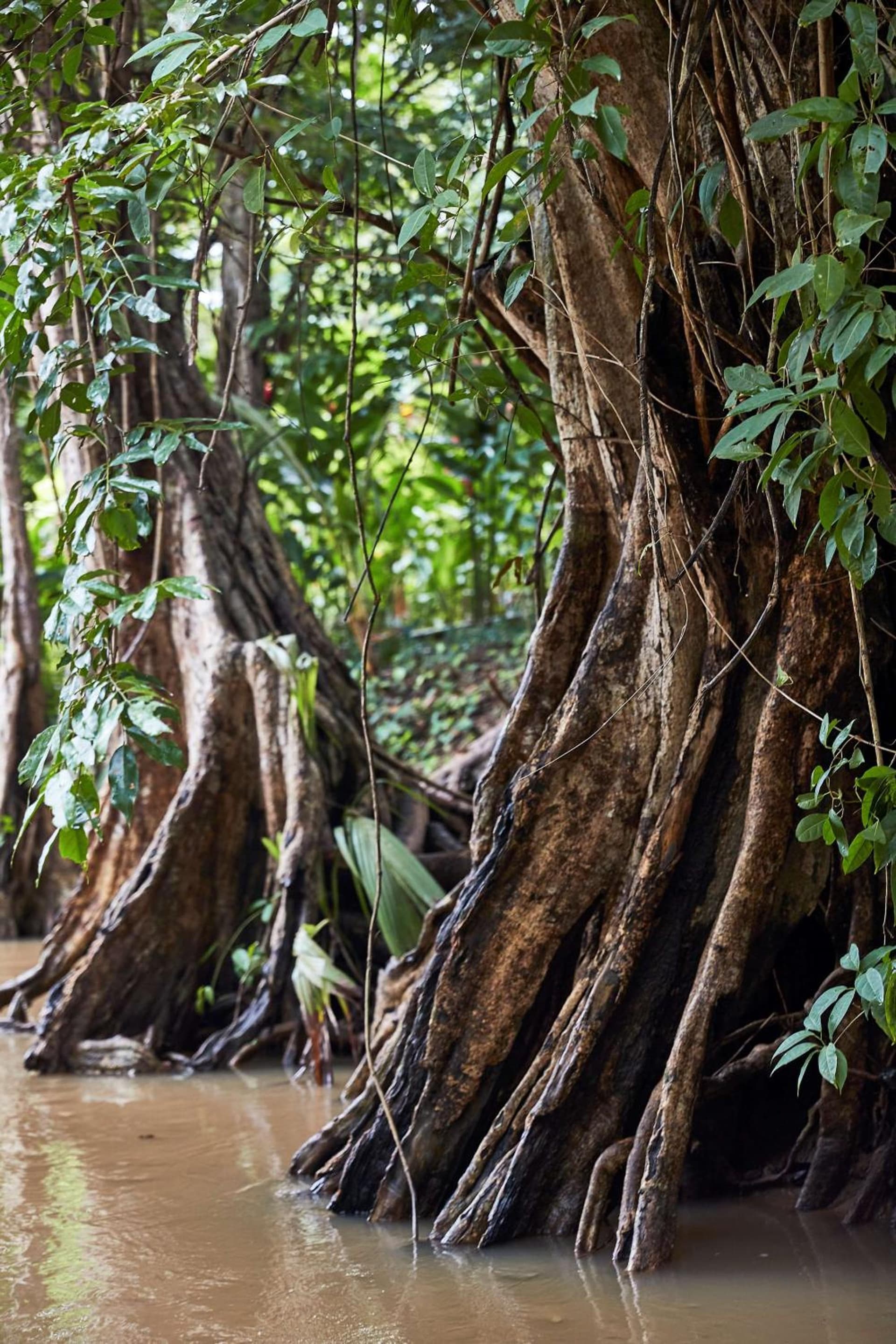InterContinental Dominica Cabrits Resort & Spa by IHG - Photo 3