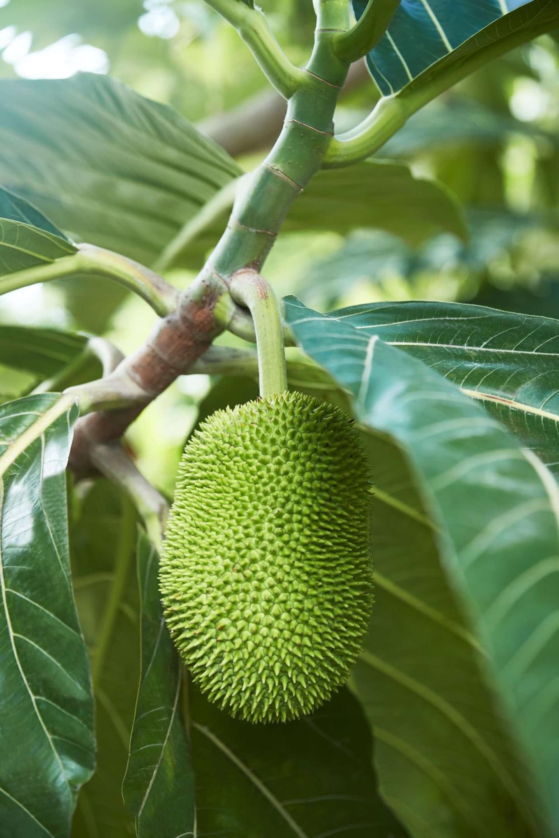 InterContinental Dominica Cabrits Resort & Spa by IHG - Photo 4