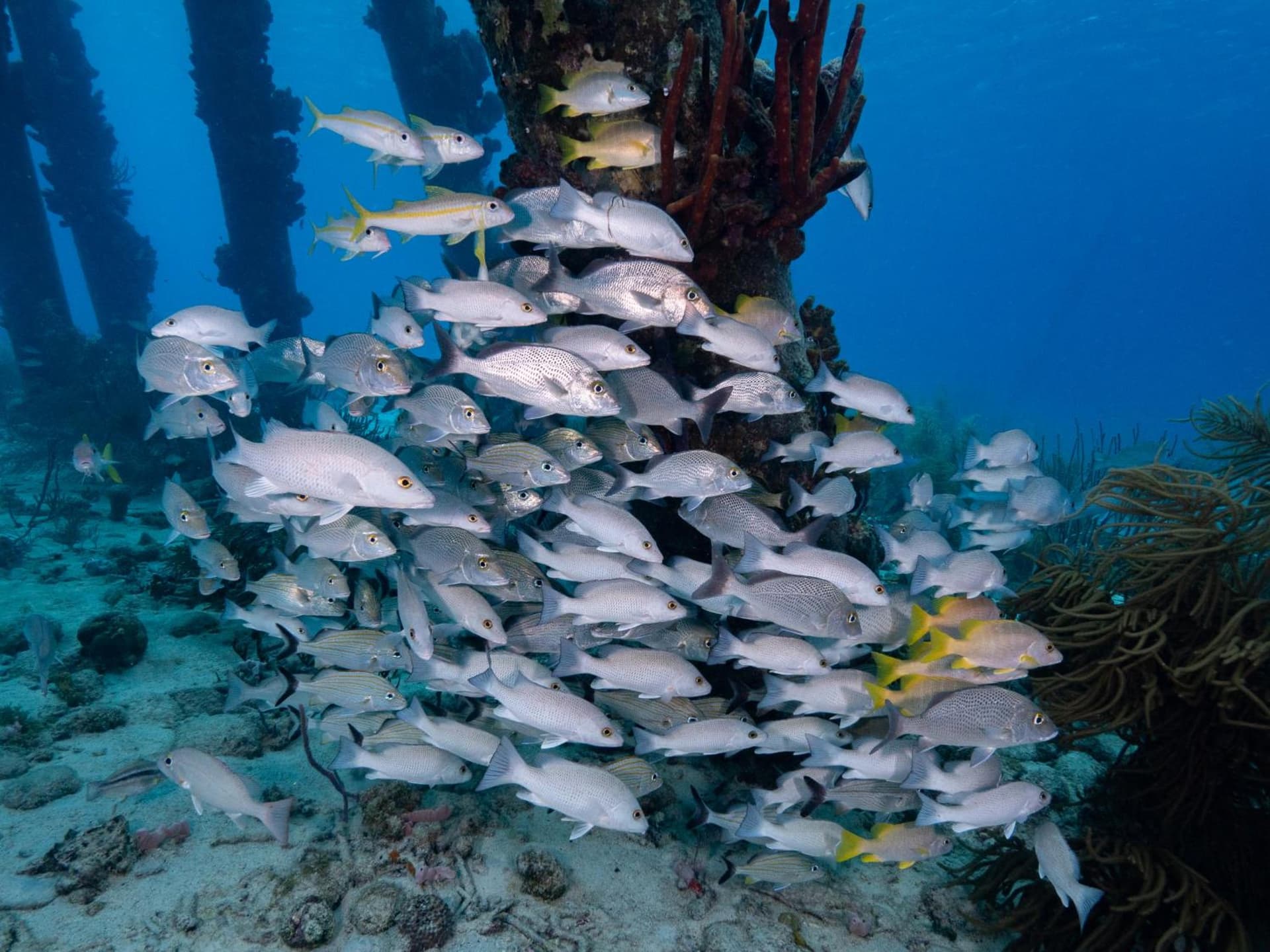 Grand Windsock Bonaire - Photo 123