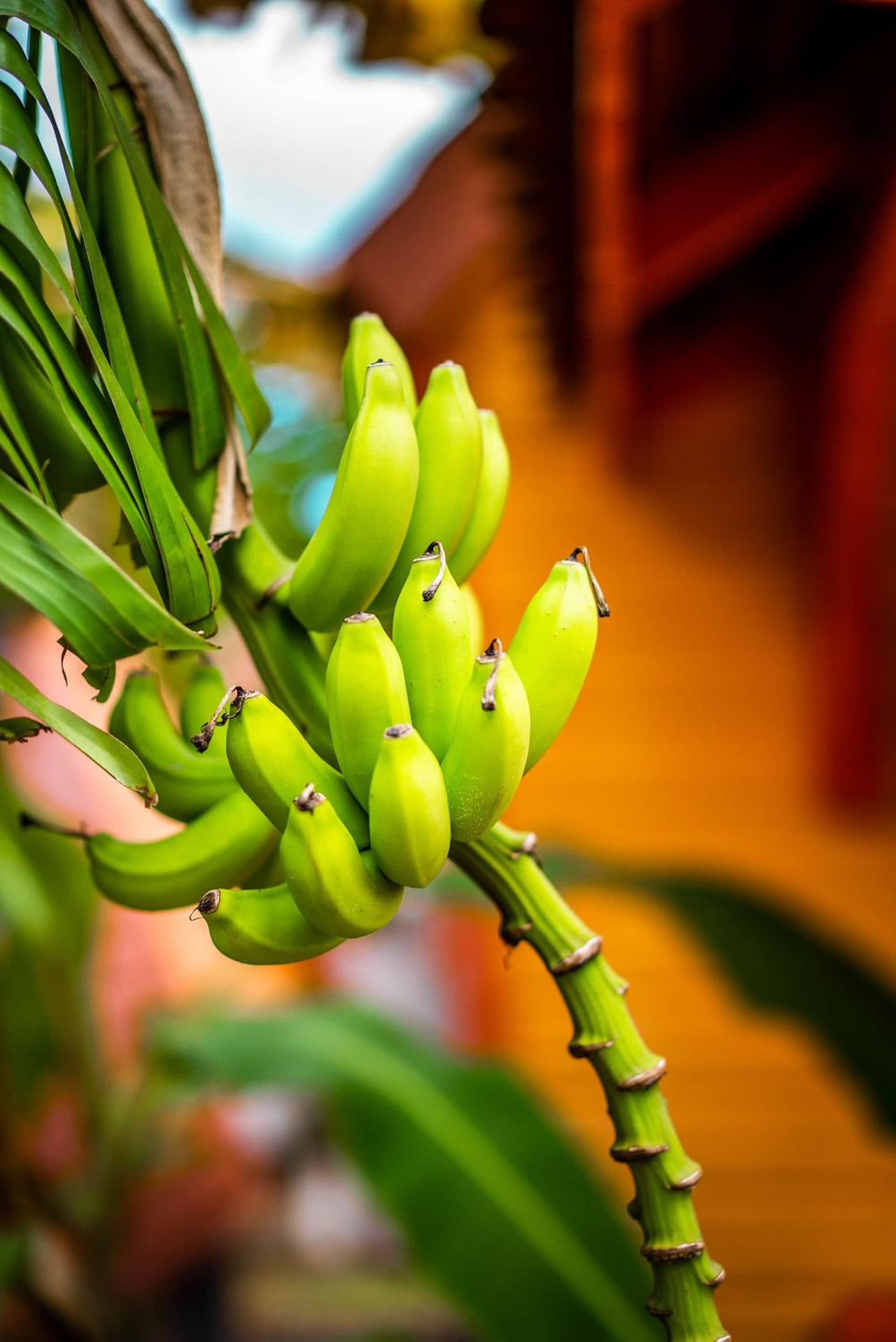 Hotel Bambou - Photo 175