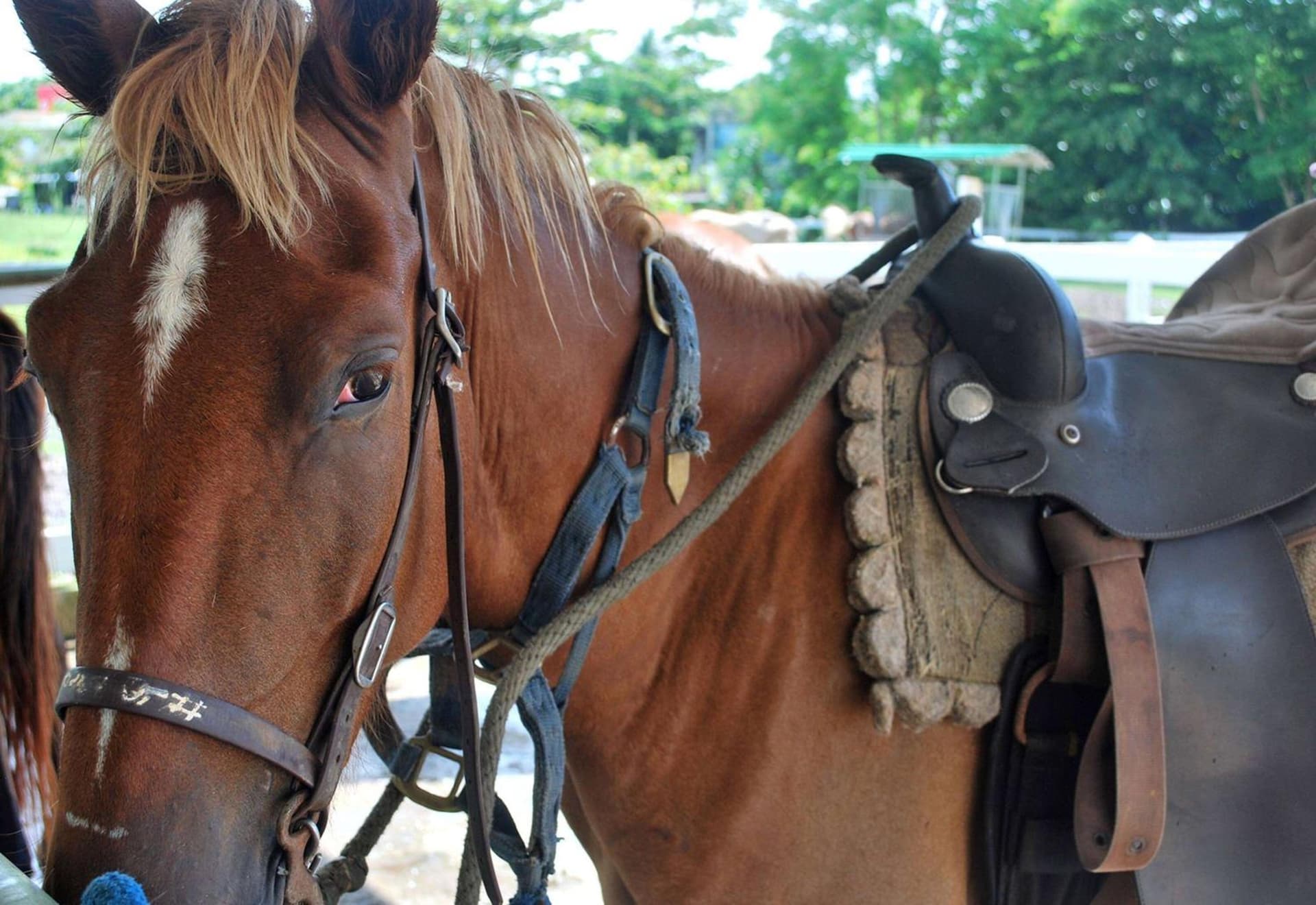 Wyndham Palmas Beach and Golf Boutique Resort - Photo 91