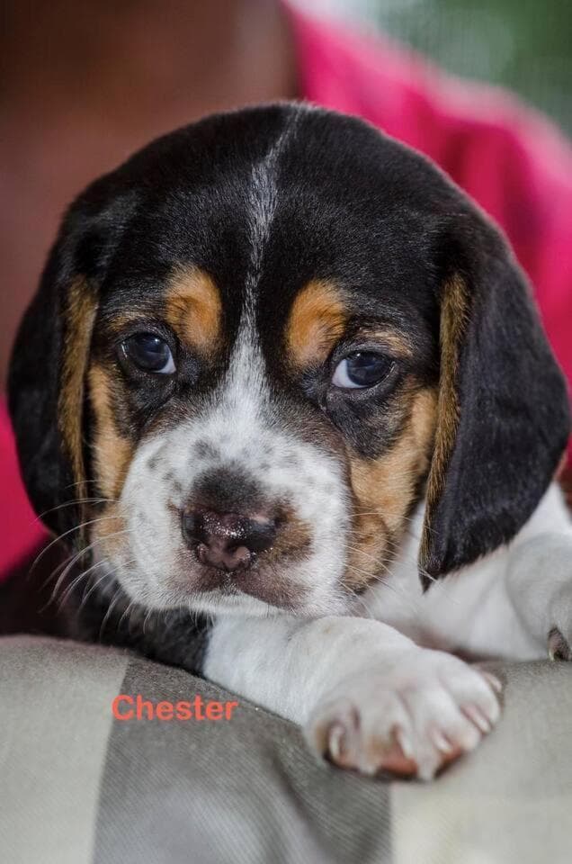 Just Chillin in Little Cayman - Photo 13