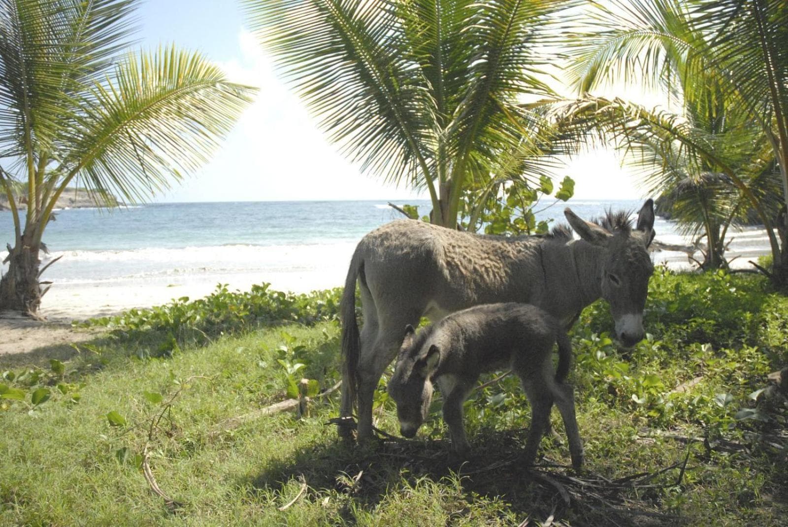 Cabier Ocean Lodge - Photo 61