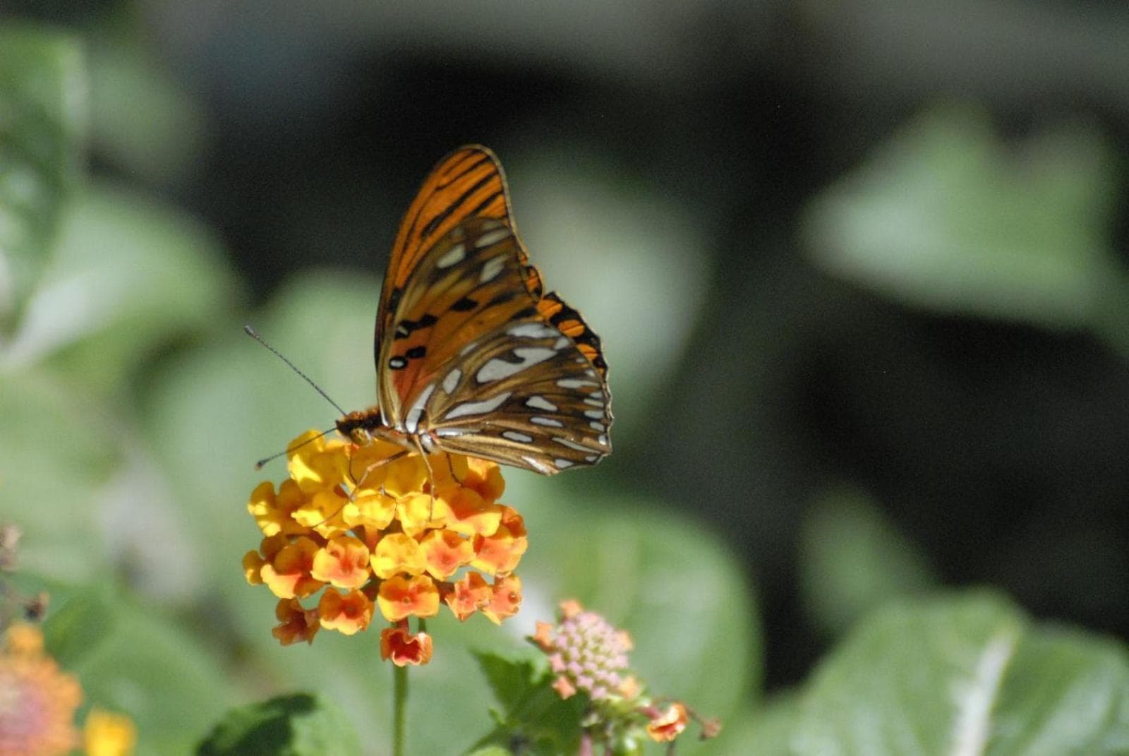 Cabier Ocean Lodge - Photo 66