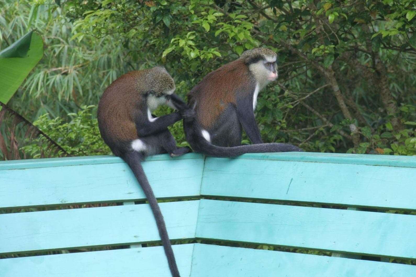 Cabier Ocean Lodge - Photo 68