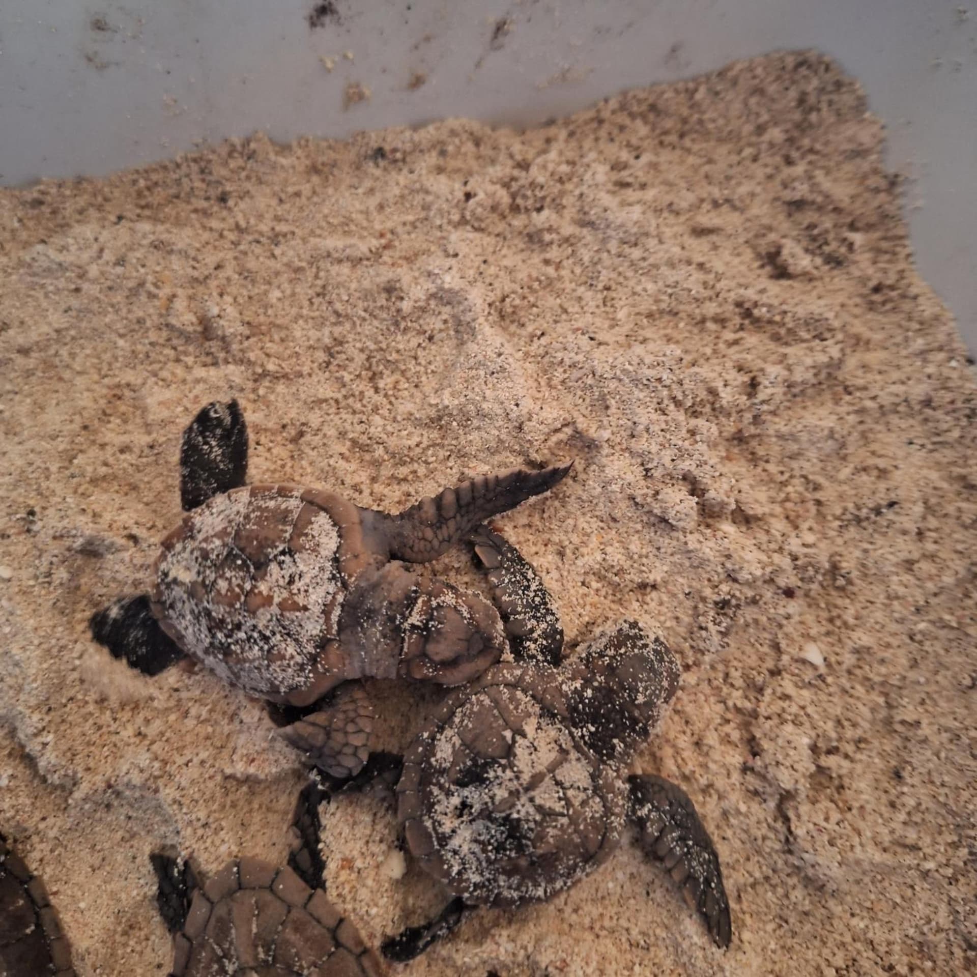 Casa Rural El Paraíso de Saona - Photo 29