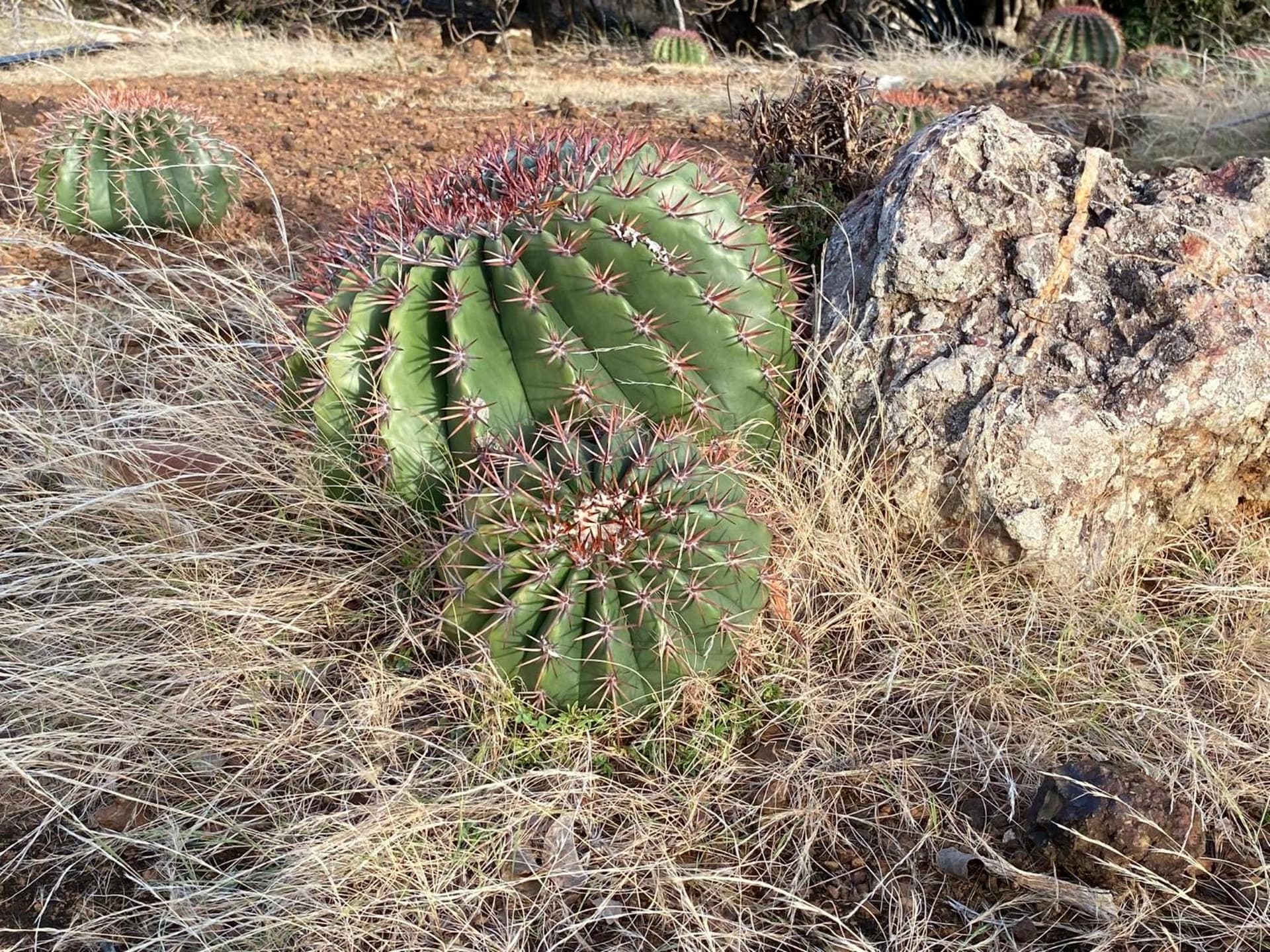 KARIFUNA-II - Photo 15