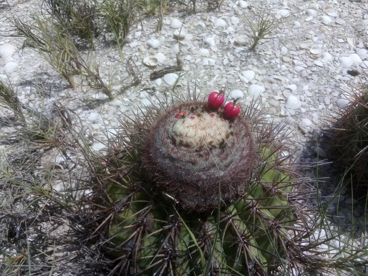Playa El YAQUE Posada Yaque Sol, Isla de Margarita - Photo 112