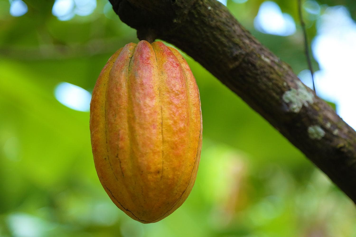 Mount Edgecombe Boutique Hotel - Photo 12