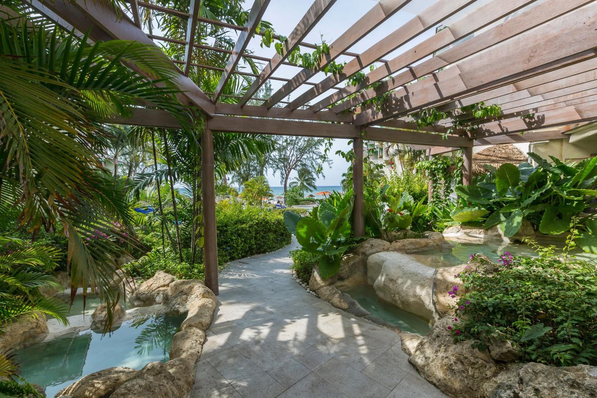 Bougainvillea Barbados - Photo 12