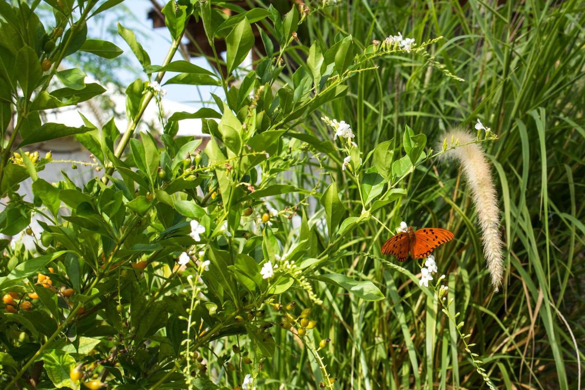 French Coco - Photo 28