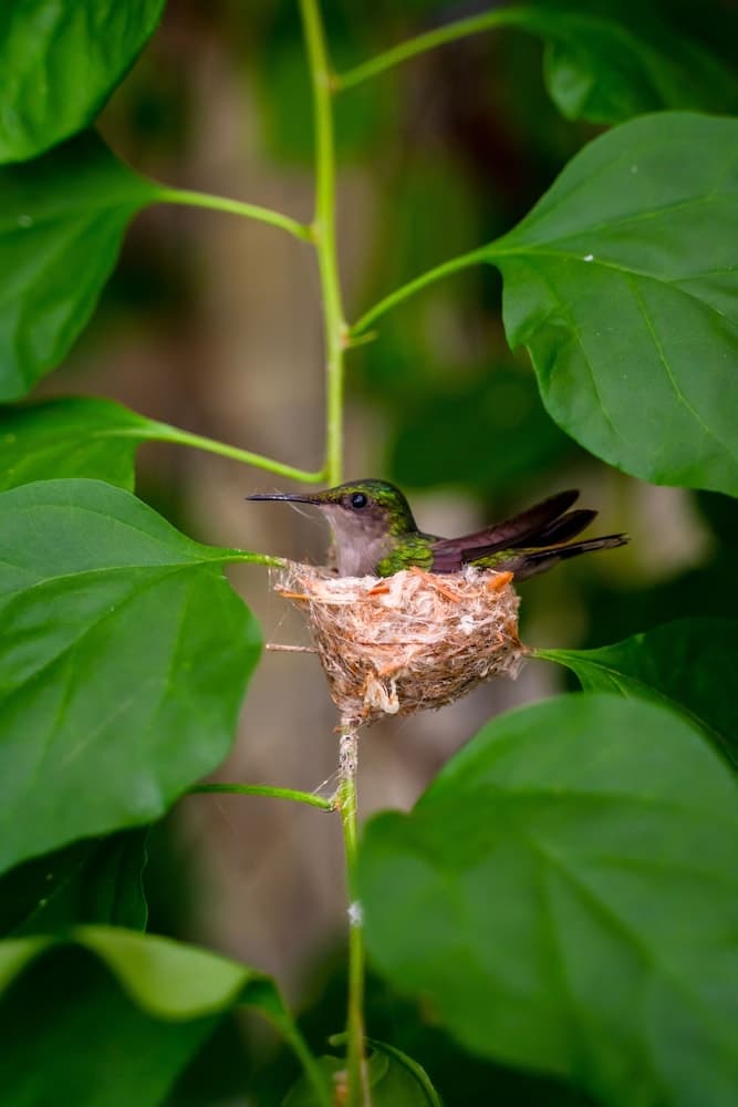 Golden Rock Dive And Nature Resort - Photo 81