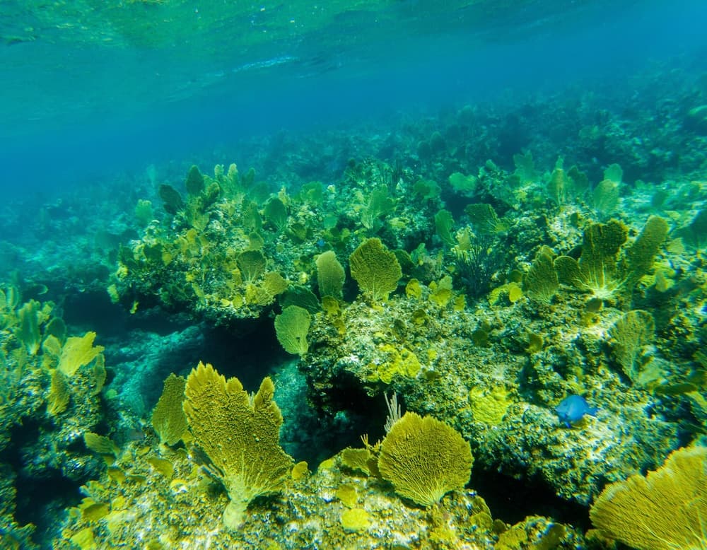 Pine Cay, Turks and Caicos - Photo 75